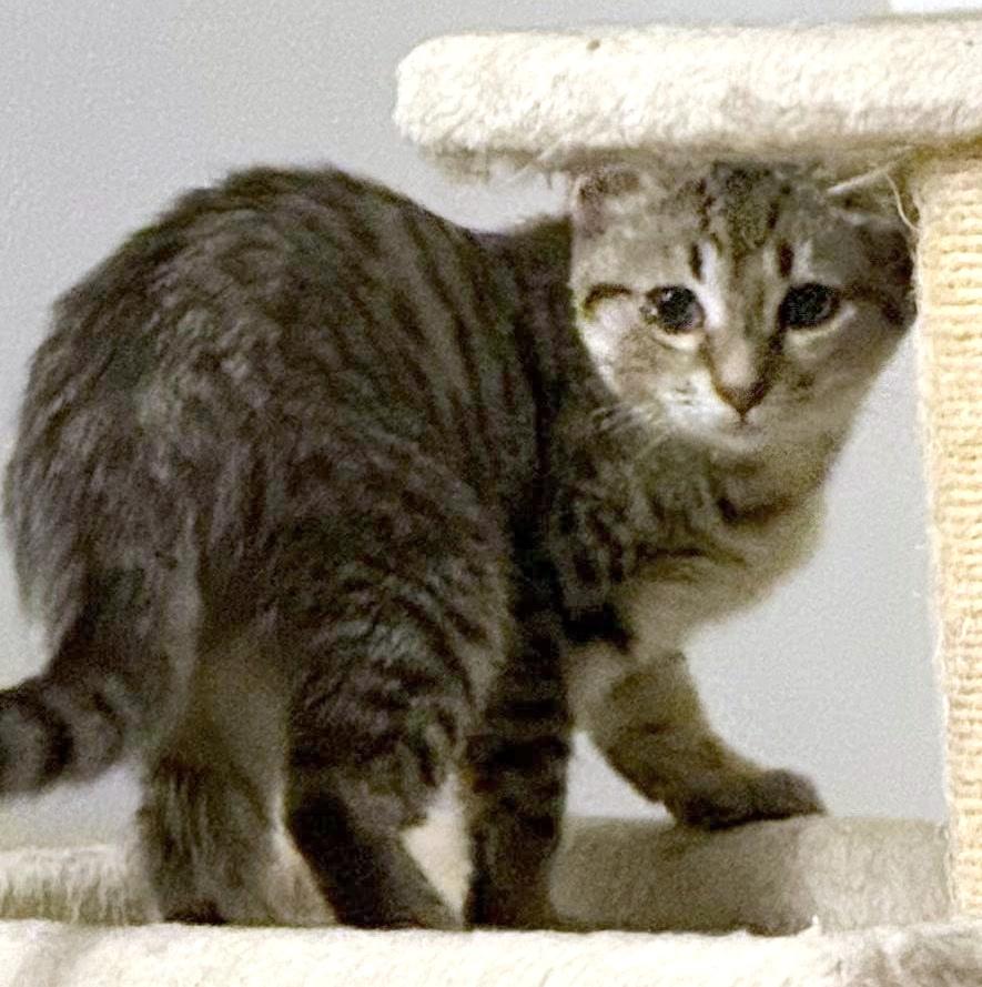 Darcy, Adoptable, Kitten Female Domestic Short Hair.