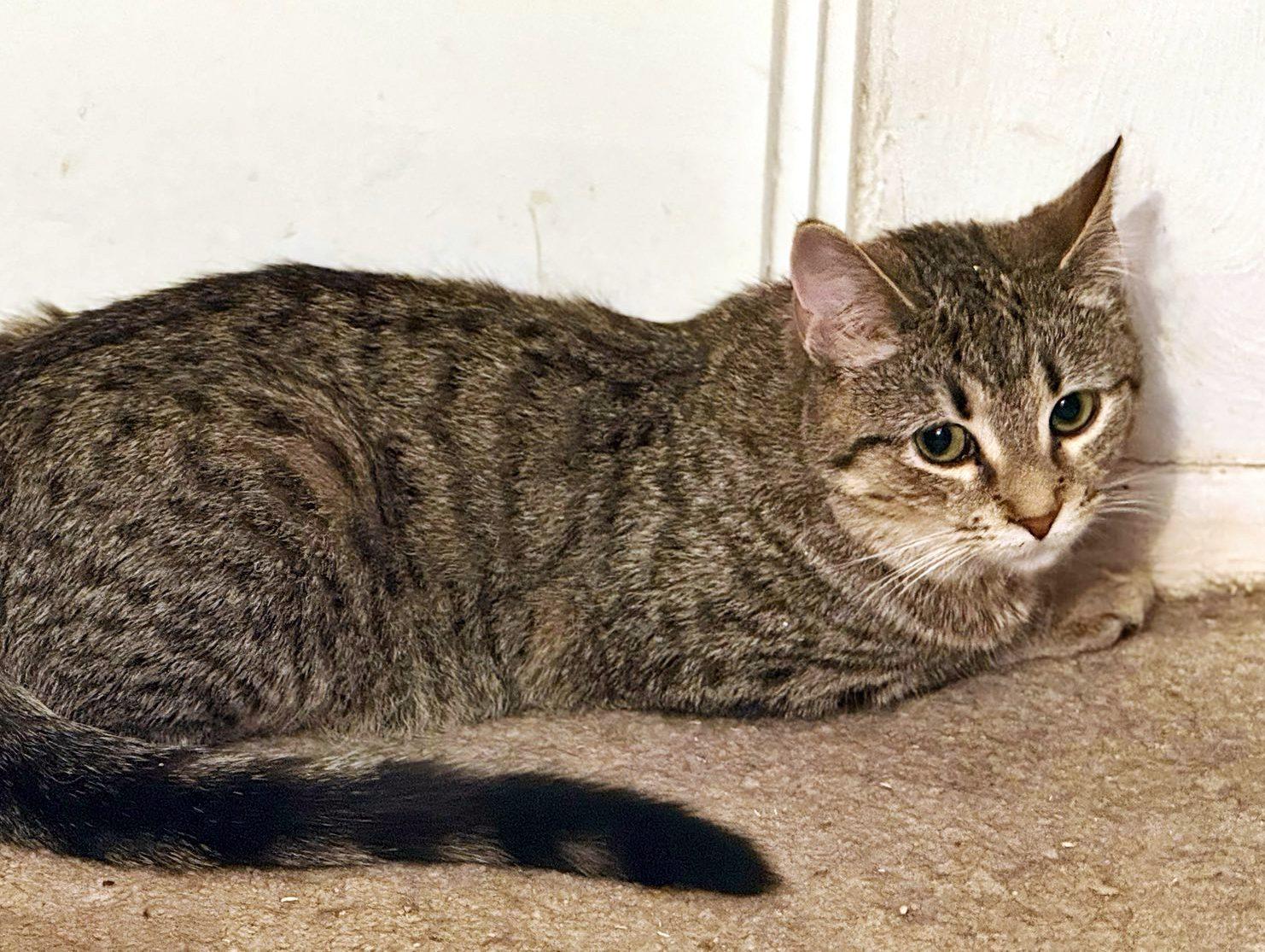 Enlarge Darcy, a Adoptable Domestic Short Hair in Pittsburgh, PA image 2/5