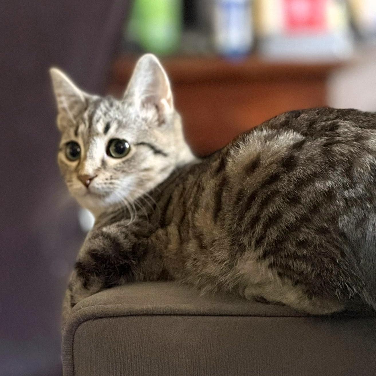 Enlarge Darcy, a Adoptable Domestic Short Hair in Pittsburgh, PA image 4/5