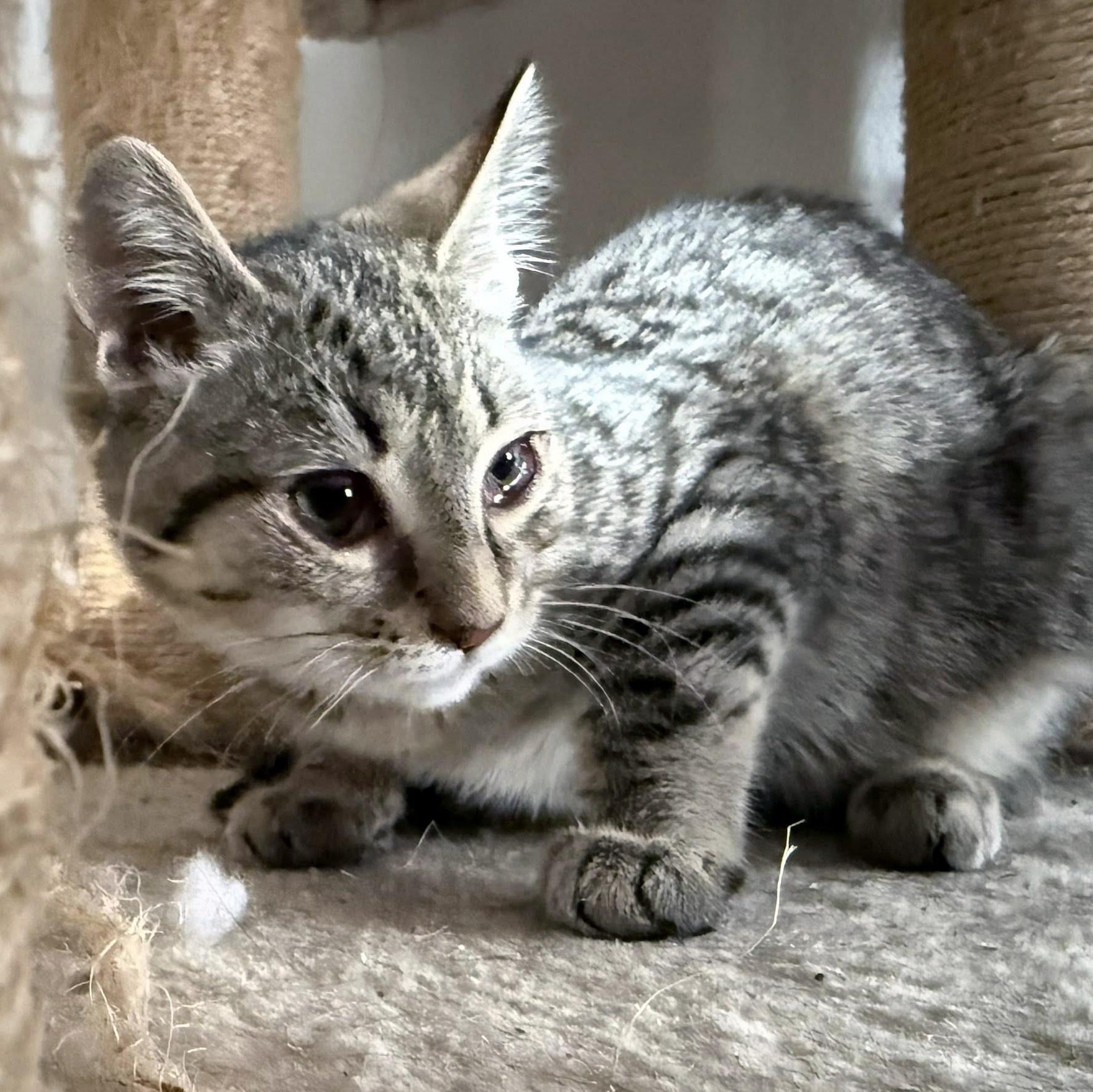 Darcy, a Adoptable Domestic Short Hair in Pittsburgh, PA image 3/6