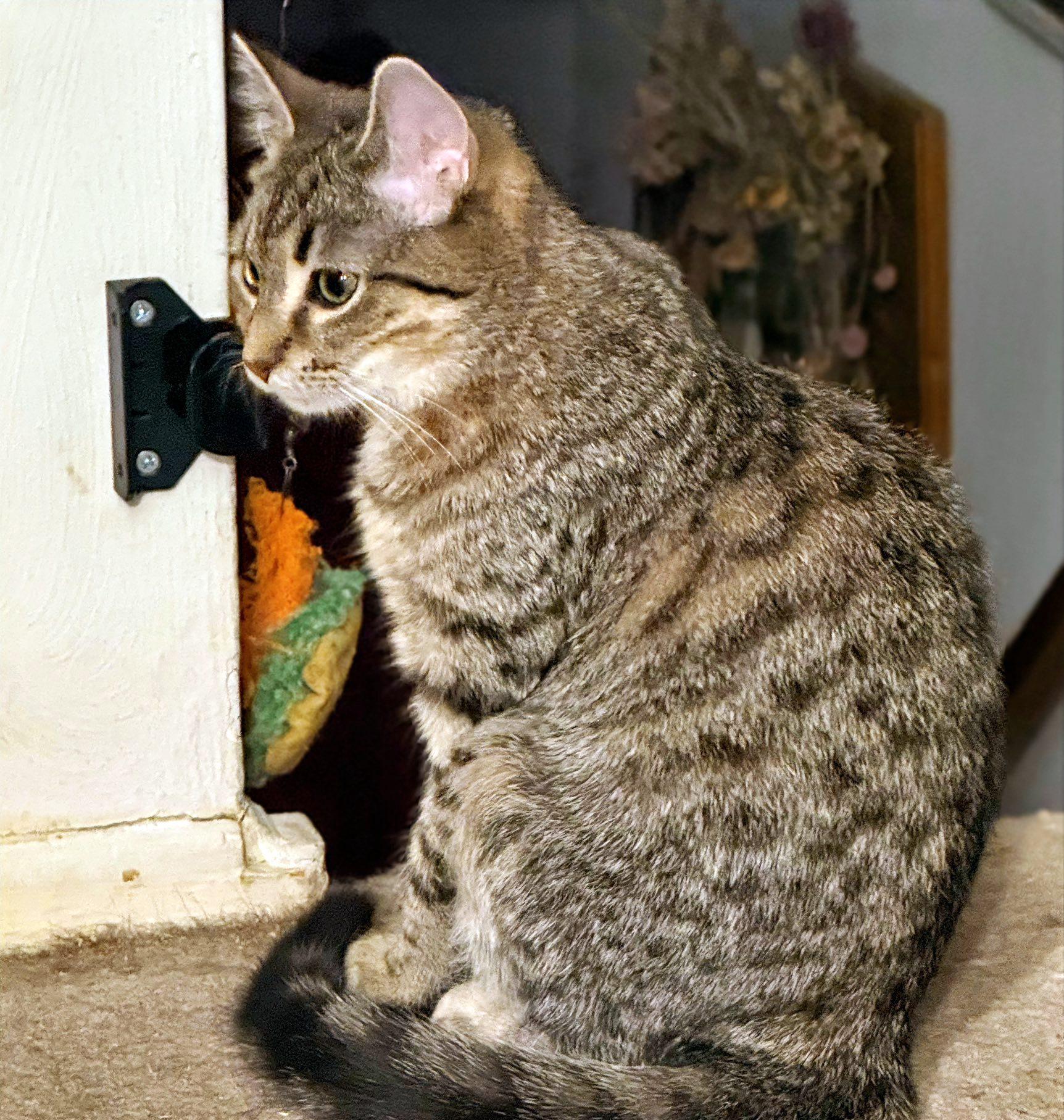 Enlarge Darcy, a Adoptable Domestic Short Hair in Pittsburgh, PA image 3/5