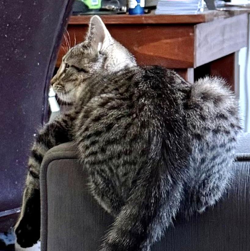 Enlarge Darcy, a Adoptable Domestic Short Hair in Pittsburgh, PA image 5/5