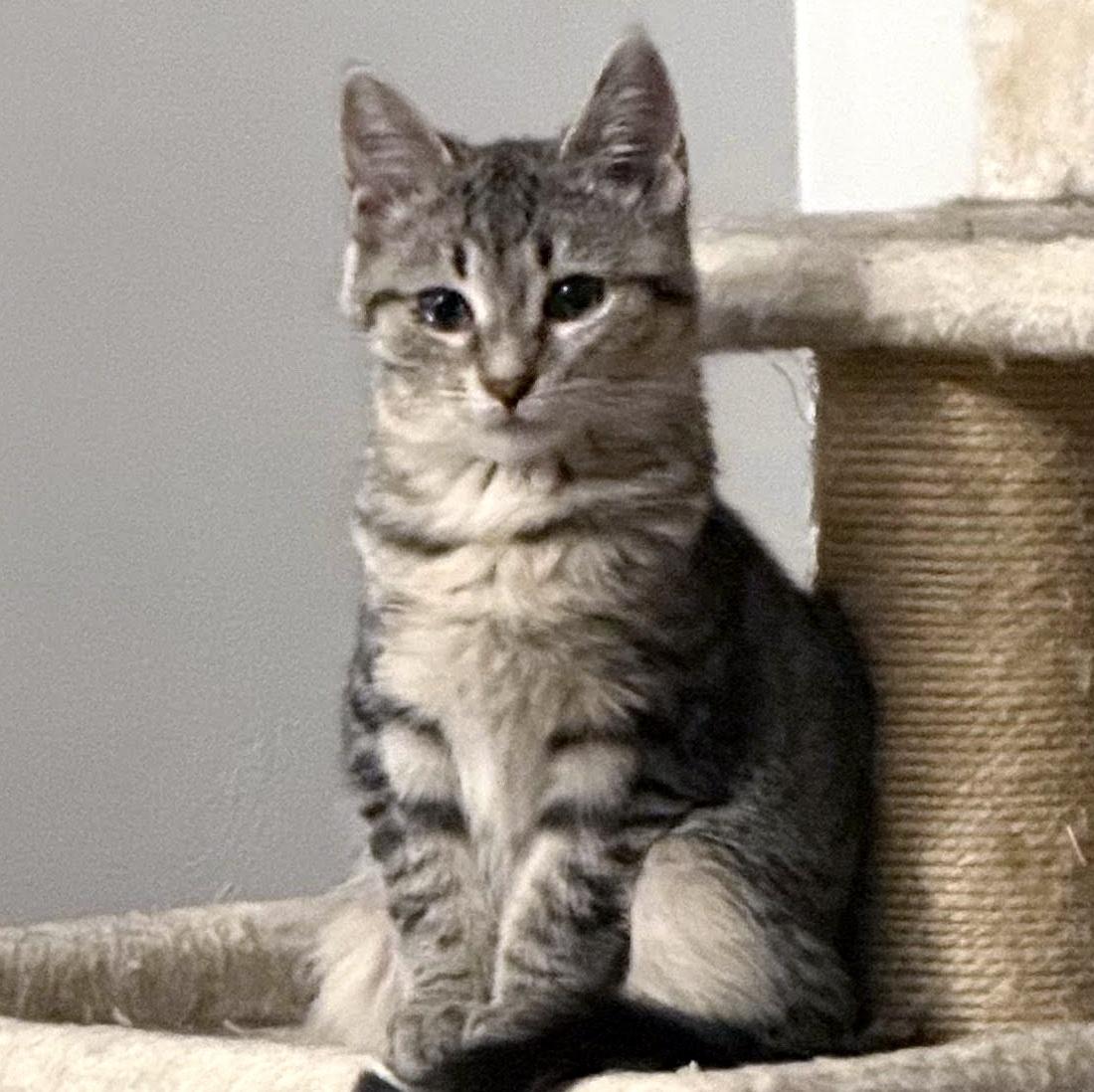 Darcy, a Adoptable Domestic Short Hair in Pittsburgh, PA image 5/6