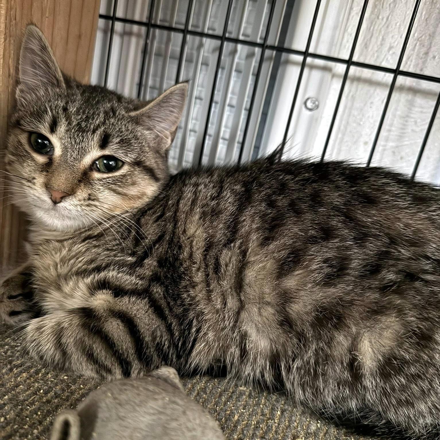 Darcy, a Adoptable Domestic Short Hair in Pittsburgh, PA image 6/6