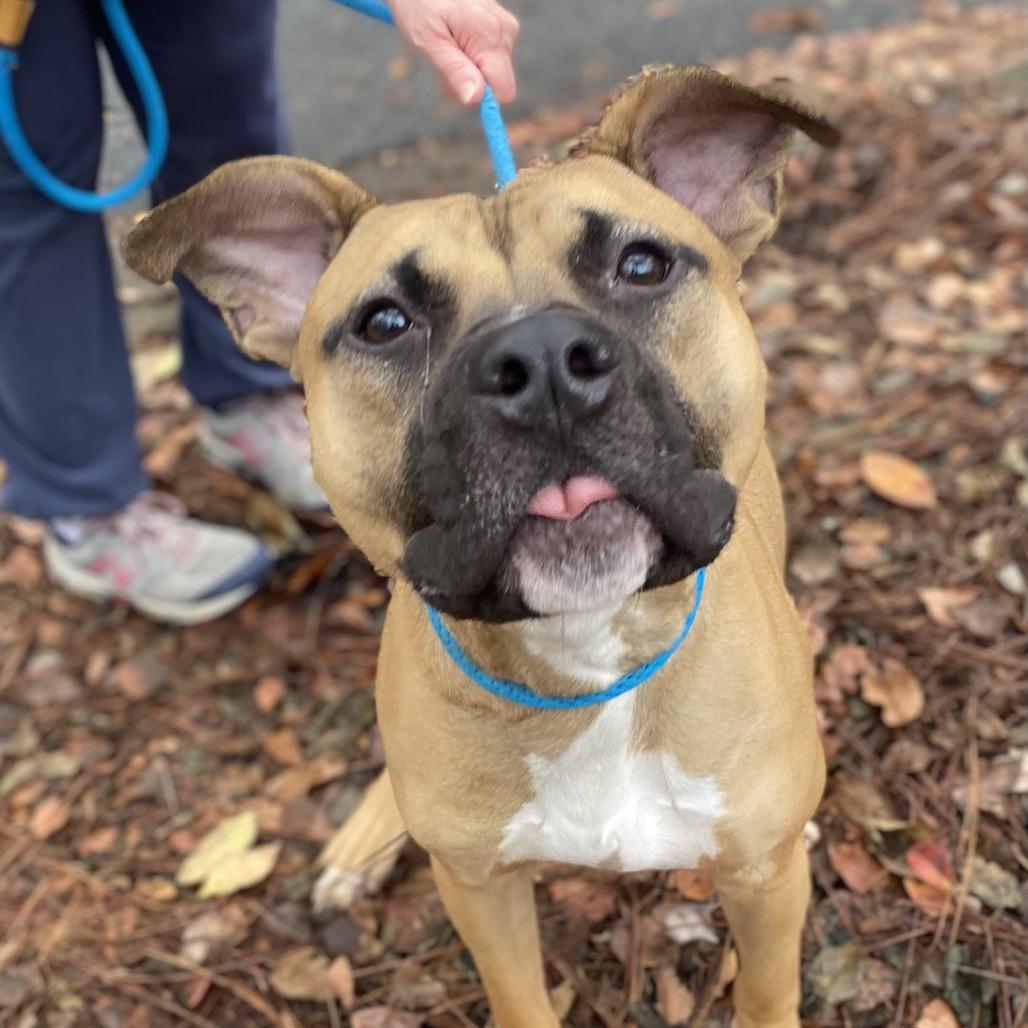 Bowen 5186 — thumbnail 4