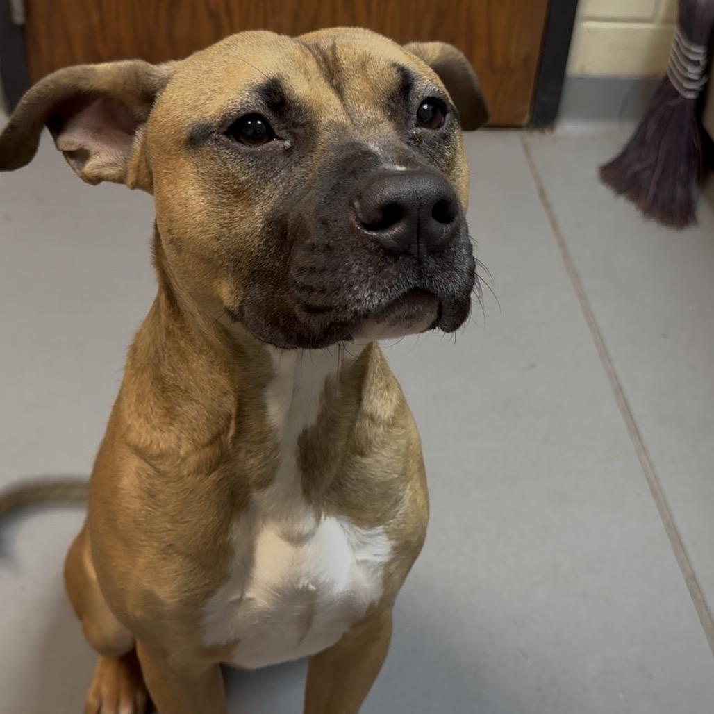 Bowen 5186 — thumbnail 5