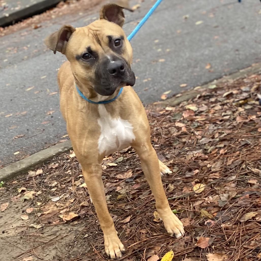 Bowen 5186 — thumbnail 6