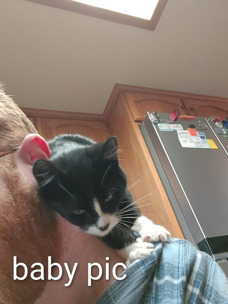 Boots, Adoptable, Young Male Tuxedo.