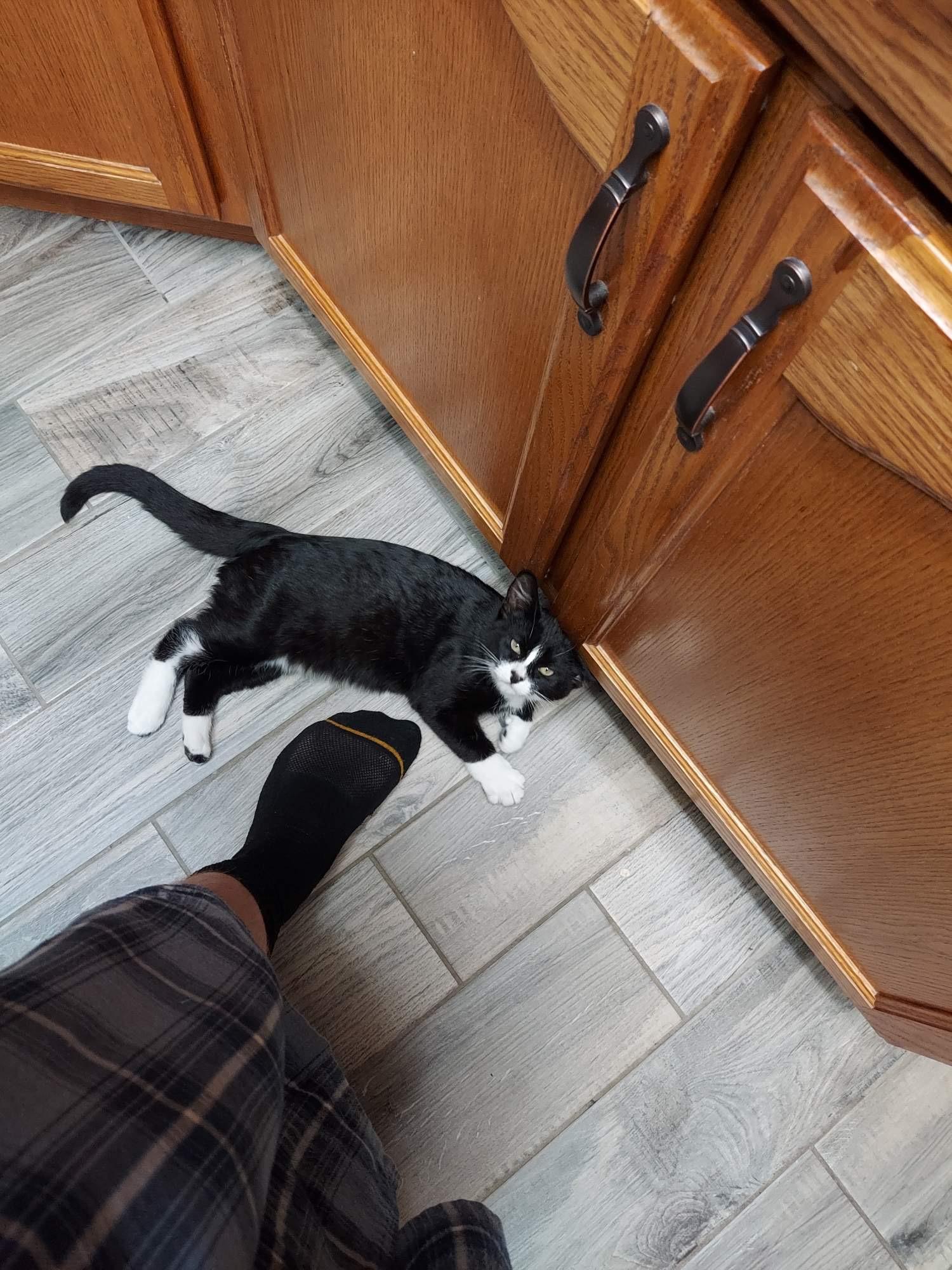 Boots, a Adoptable Tuxedo in Pocatello, ID image 5/6