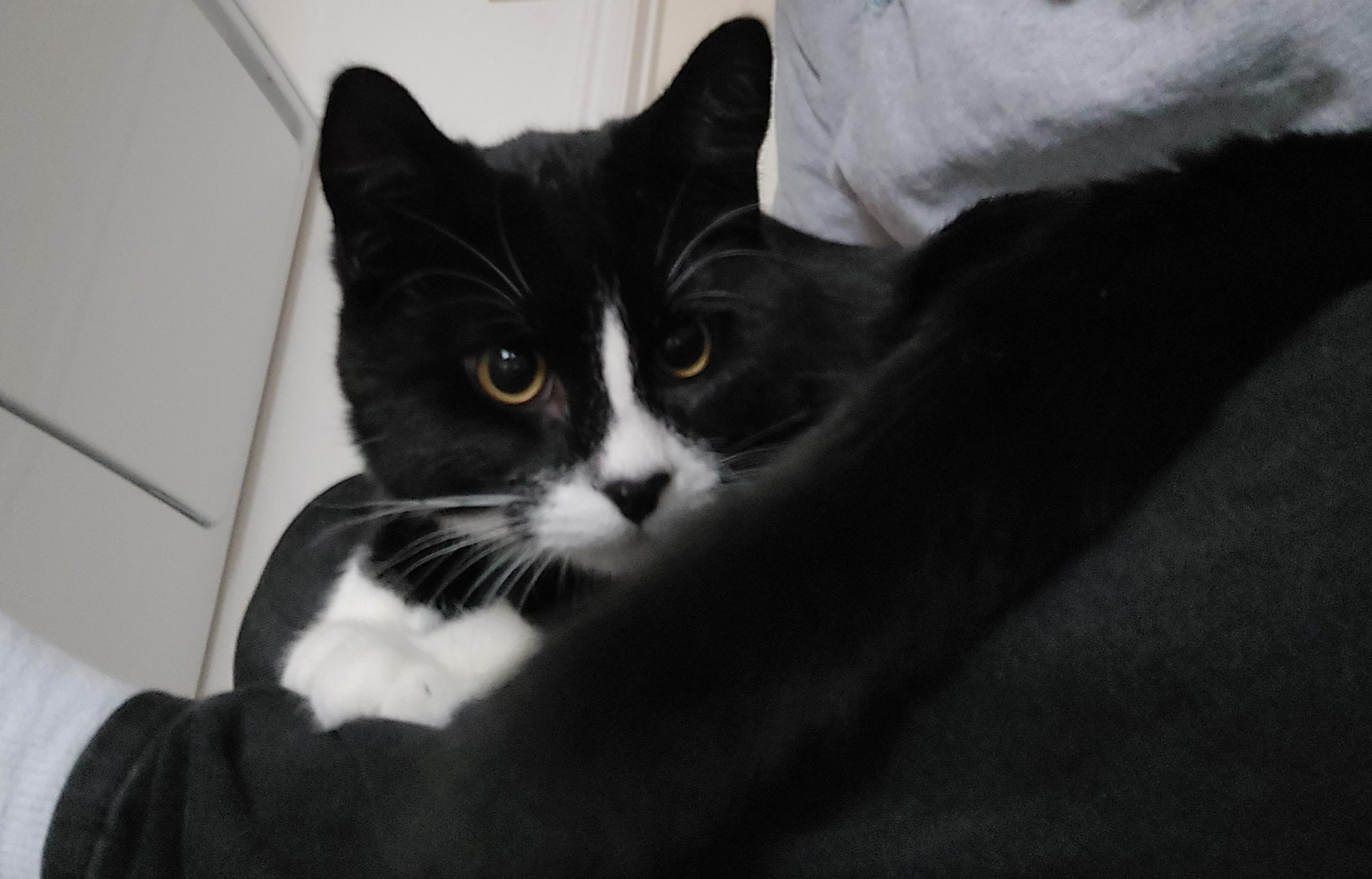 Boots, a Adoptable Tuxedo in Pocatello, ID image 2/6