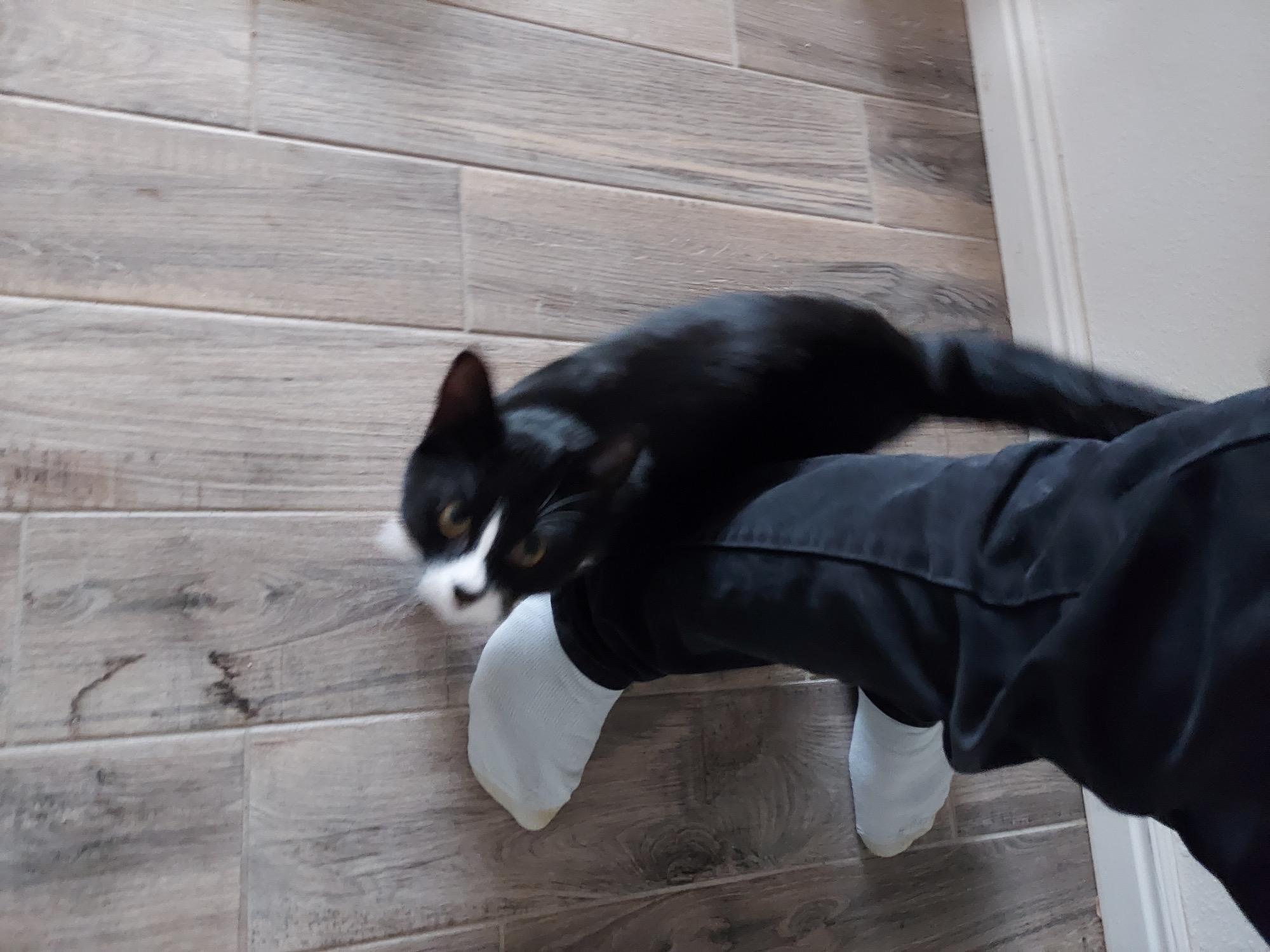 Boots, a Adoptable Tuxedo in Pocatello, ID image 6/6