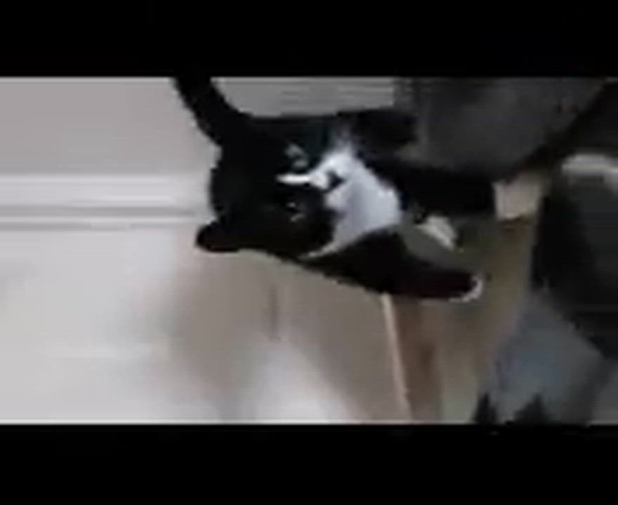 Enlarge Boots, a Adoptable Tuxedo in Pocatello, ID video 3/6