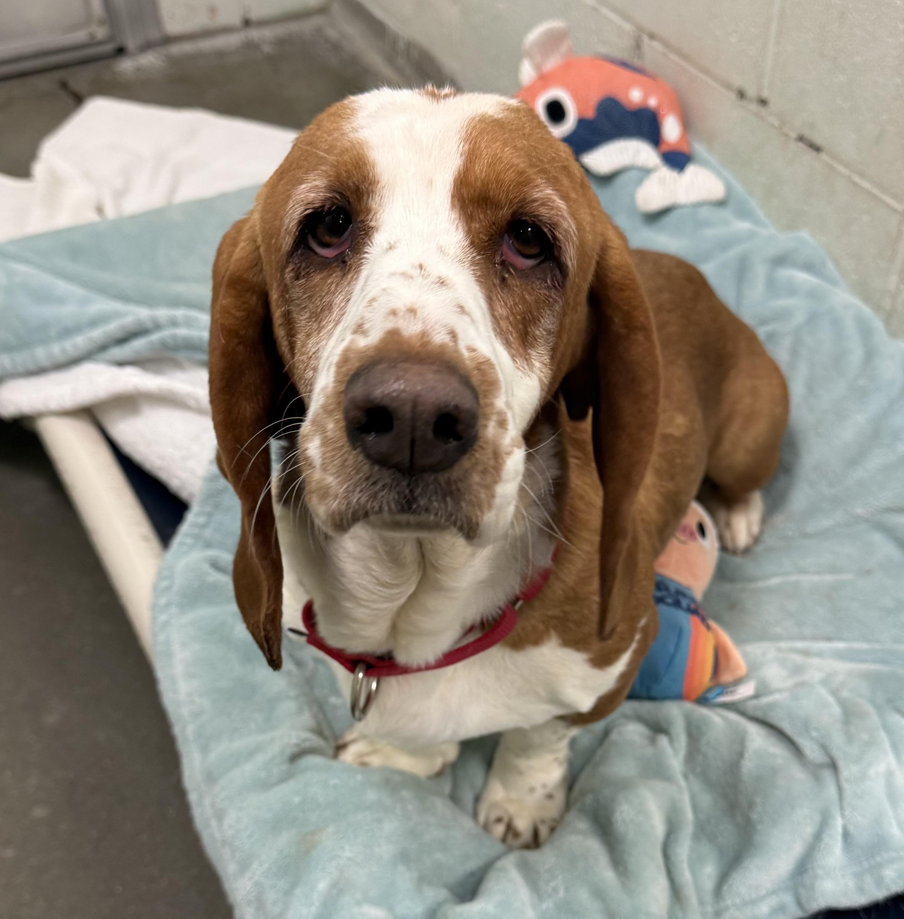 Bess, adopted, Adult Female Basset Hound.