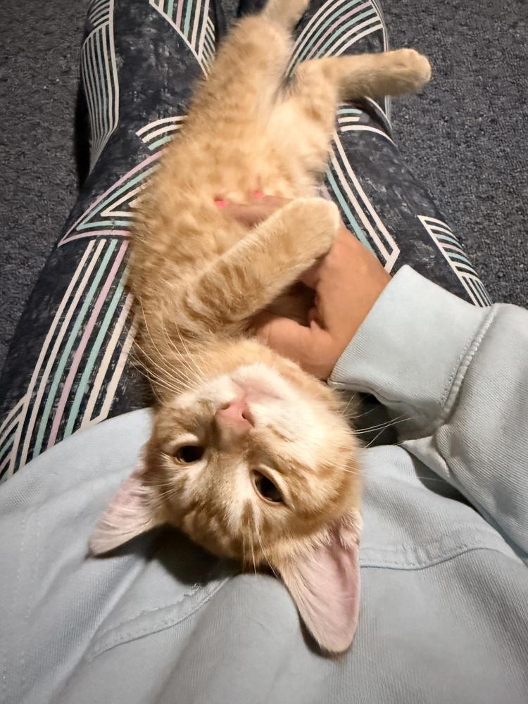 Zestar, Adoptable, Kitten Male Domestic Short Hair.