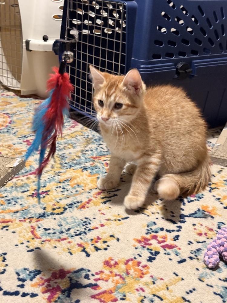 Enlarge Zestar, a Adoptable Domestic Short Hair in Bellingham, WA image 2/6