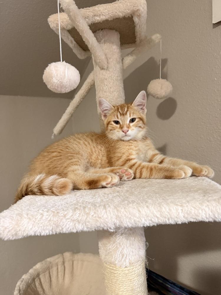 Enlarge Zestar, a Adoptable Domestic Short Hair in Bellingham, WA image 3/6