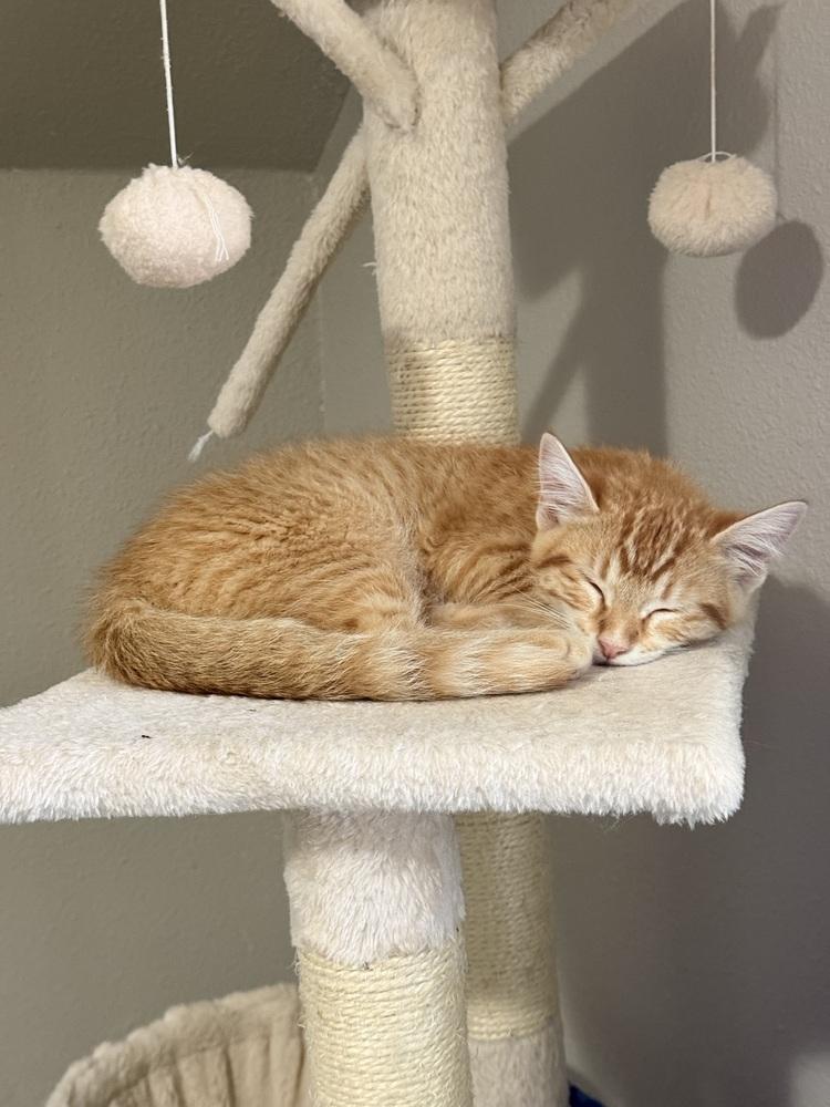 Enlarge Zestar, a Adoptable Domestic Short Hair in Bellingham, WA image 4/6