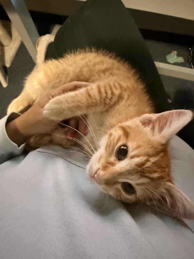 Enlarge Zestar, a Adoptable Domestic Short Hair in Bellingham, WA image 5/6
