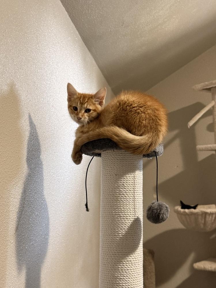 Enlarge Zestar, a Adoptable Domestic Short Hair in Bellingham, WA image 6/6
