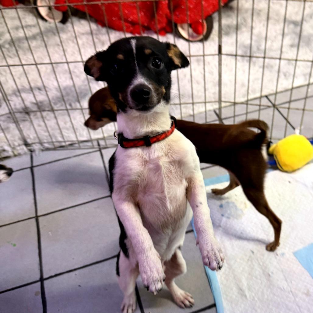 Yukon Jack, a Adoptable mixed breed in North Port, FL image 1/5