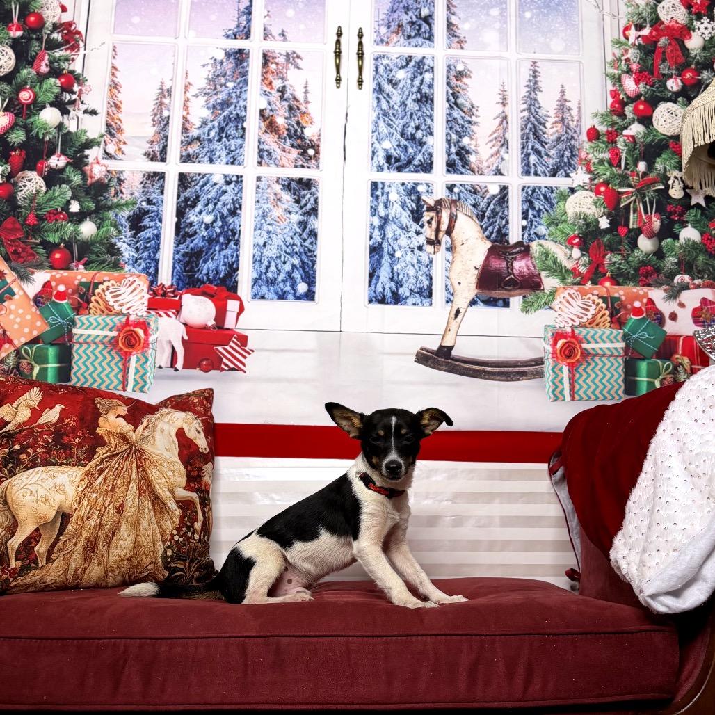 Yukon Jack, a Adoptable mixed breed in North Port, FL image 2/5