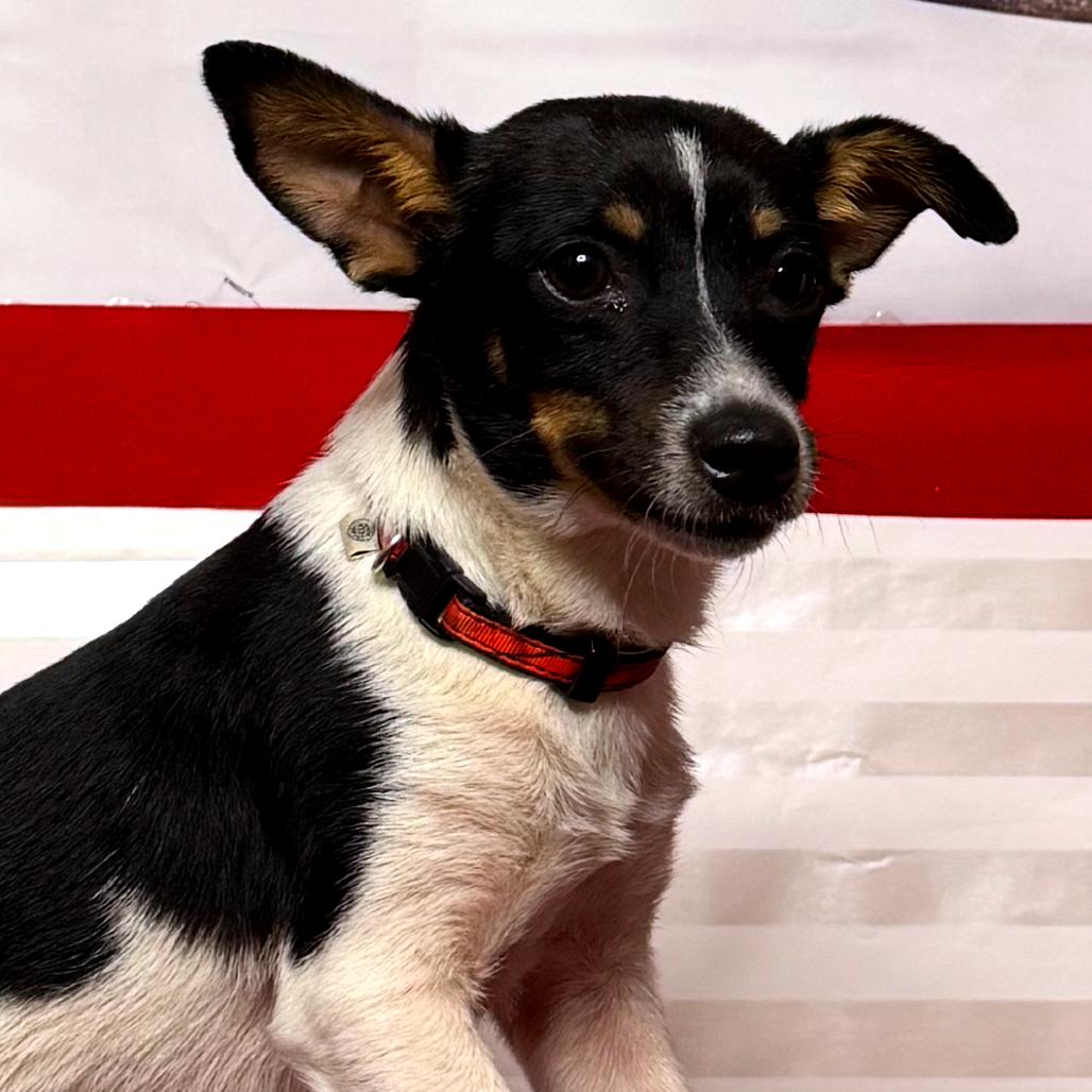 Yukon Jack, a Adoptable mixed breed in North Port, FL image 3/5