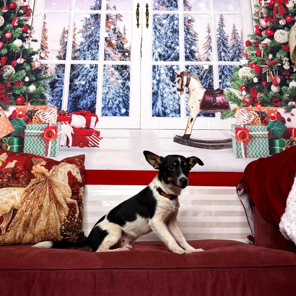 Yukon Jack, a Adoptable mixed breed in North Port, FL image 4/5