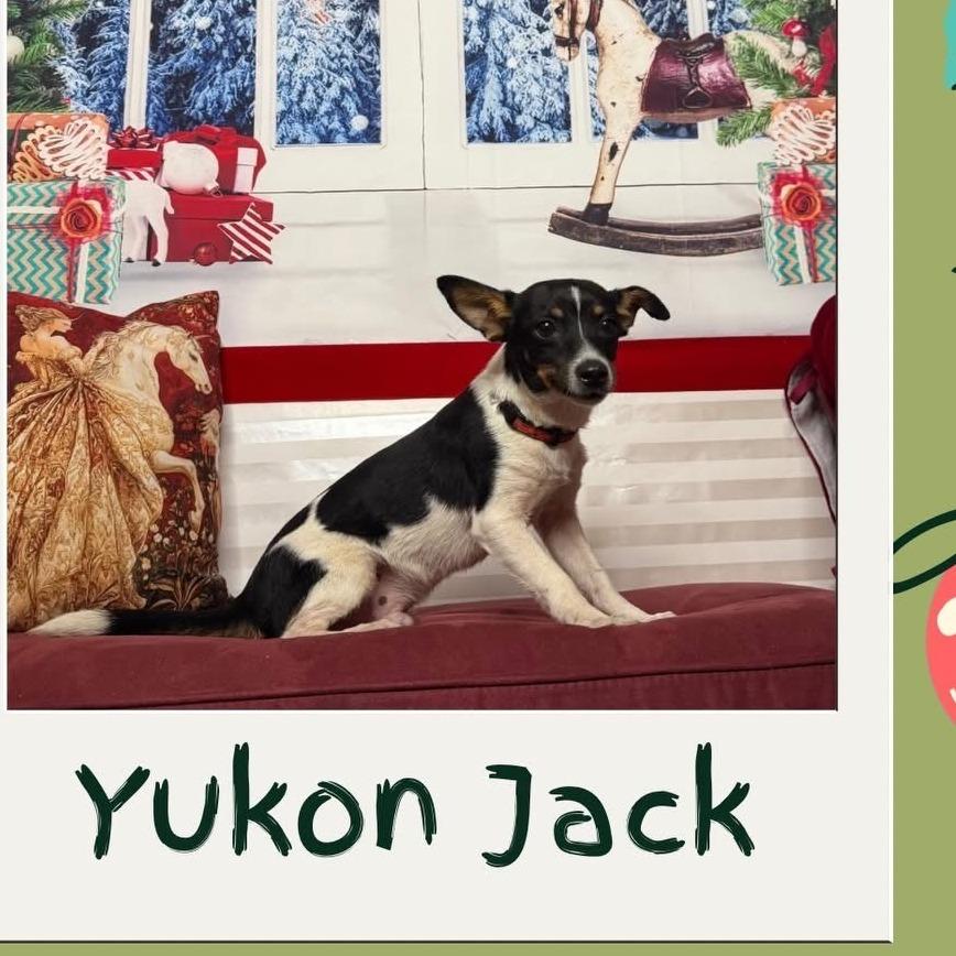 Yukon Jack, a Adoptable mixed breed in North Port, FL image 5/5