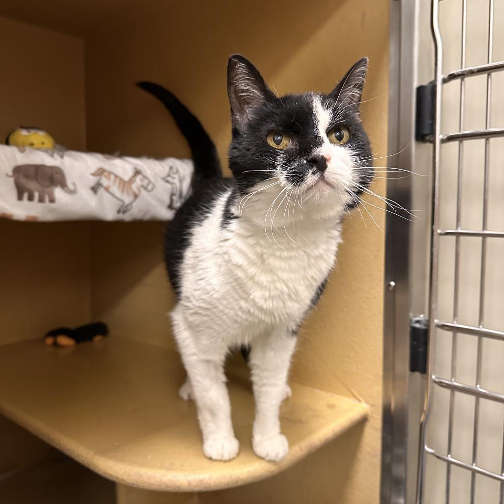 Enlarge Debbie, a Adoptable Domestic Short Hair in Spokane, WA image 1/6