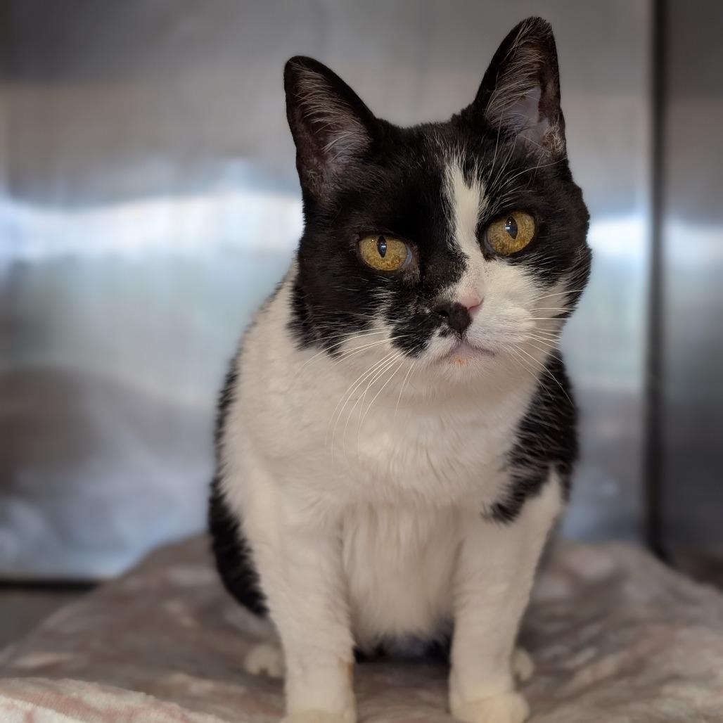 Enlarge Debbie, a Adoptable Domestic Short Hair in Spokane, WA image 2/6