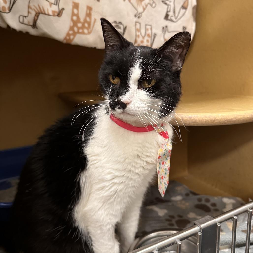 Enlarge Debbie, a Adoptable Domestic Short Hair in Spokane, WA image 3/6