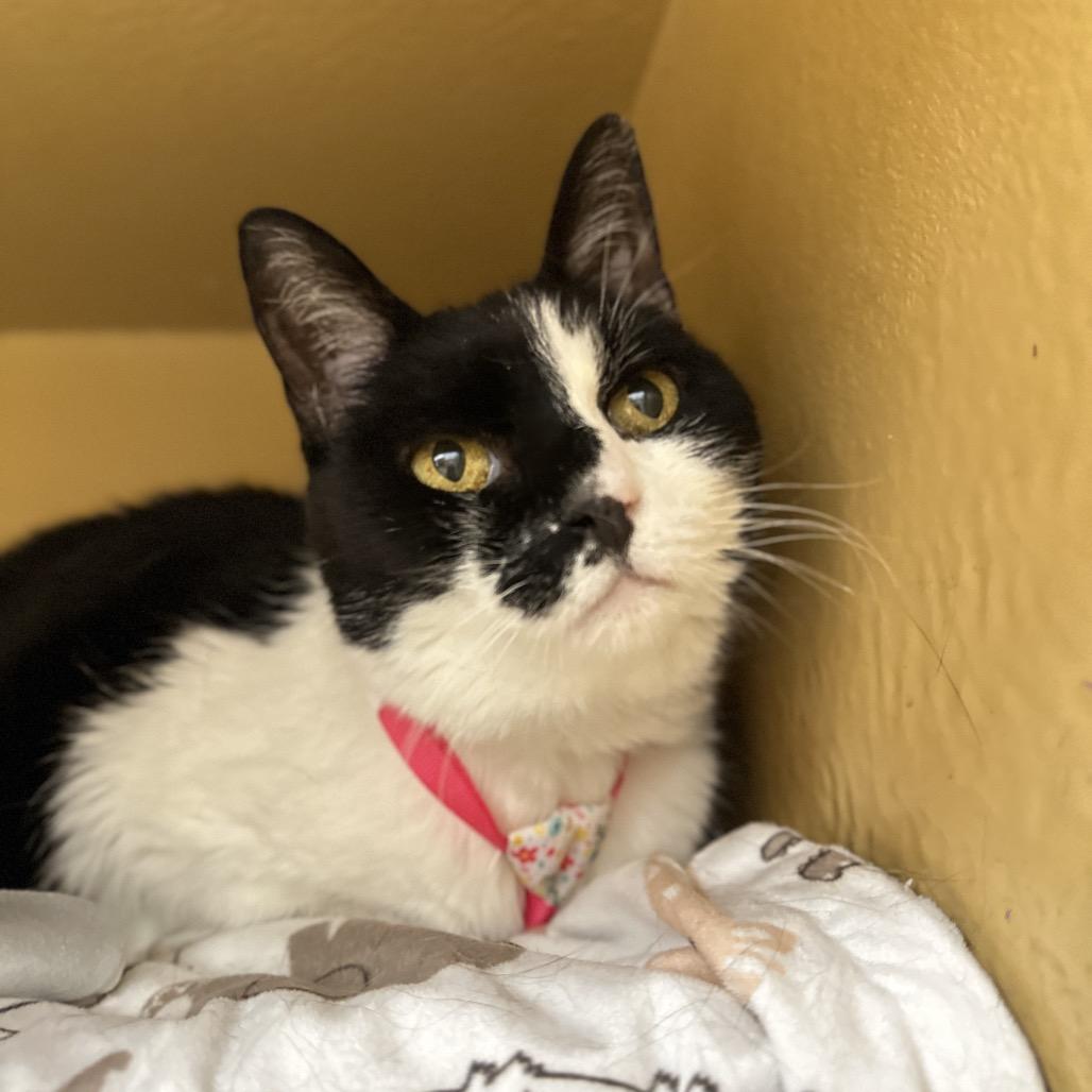 Enlarge Debbie, a Adoptable Domestic Short Hair in Spokane, WA image 4/6