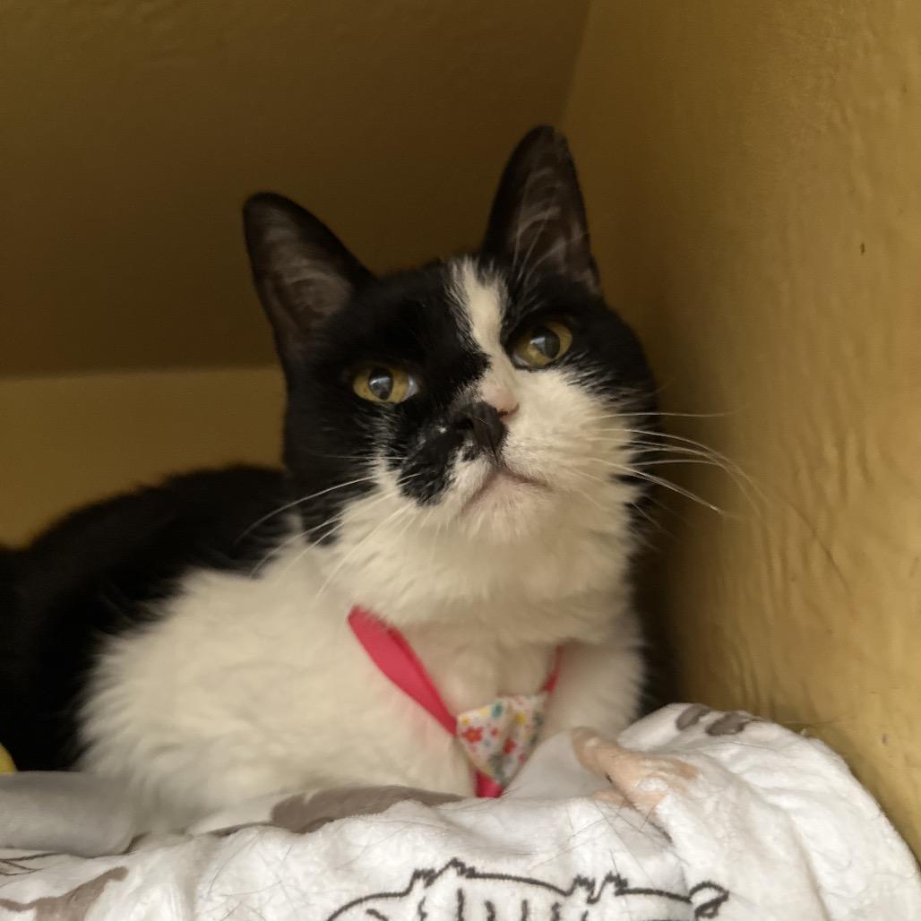 Enlarge Debbie, a Adoptable Domestic Short Hair in Spokane, WA image 5/6