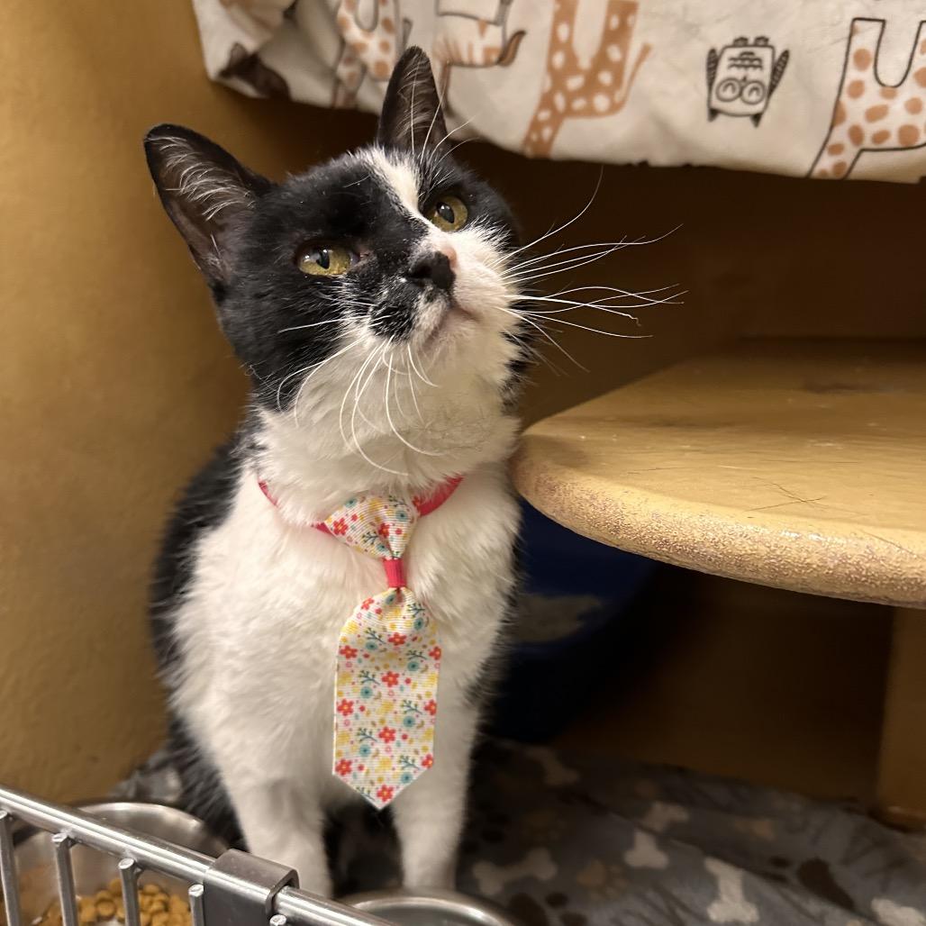 Enlarge Debbie, a Adoptable Domestic Short Hair in Spokane, WA image 6/6