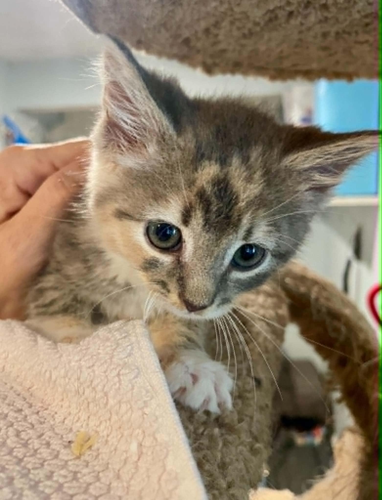 Mi Amore, Adopted, Kitten Female Domestic Short Hair.