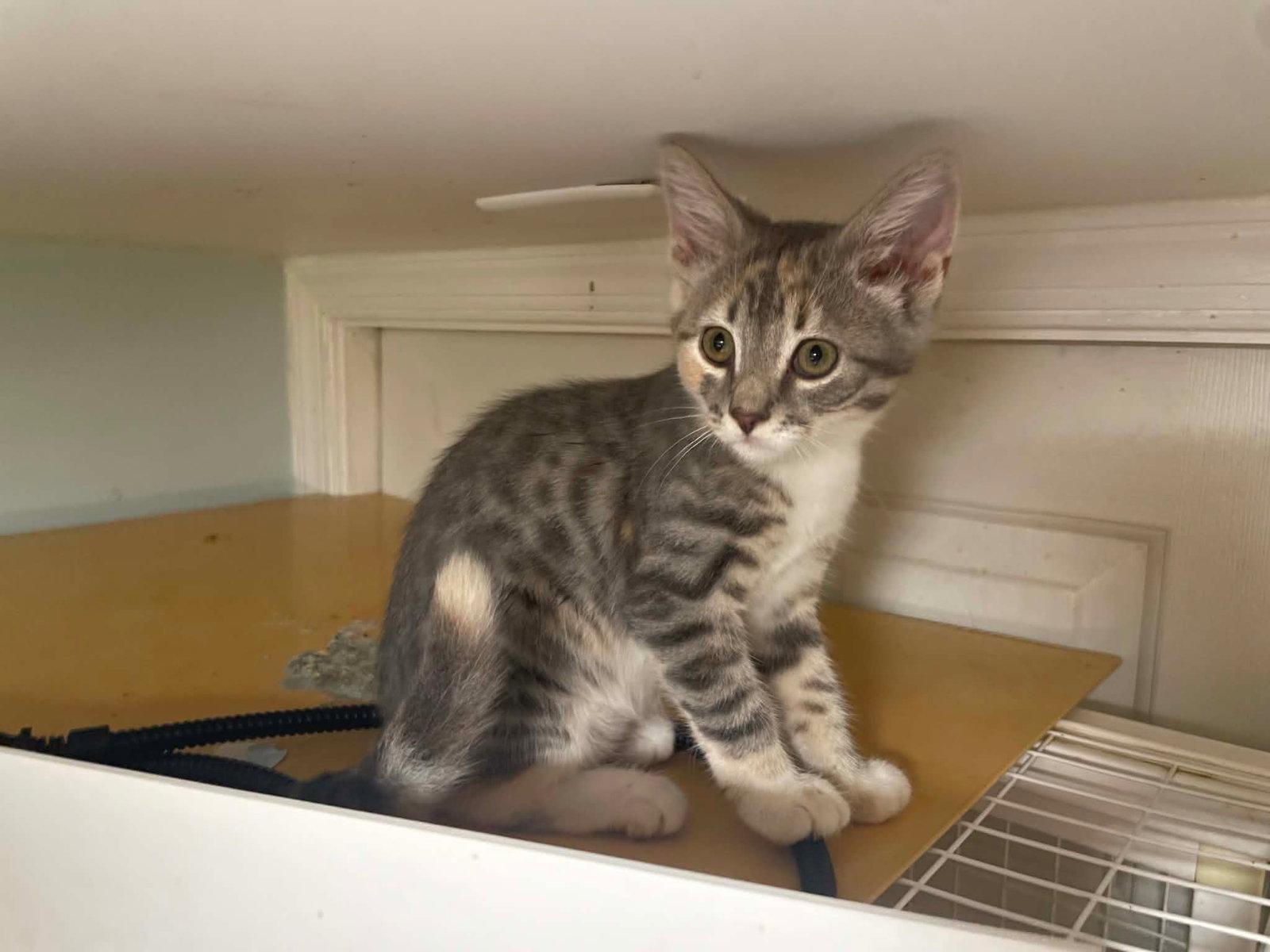 Enlarge Mi Amore, a Adopted Domestic Short Hair in Flint Hill, VA image 2/2