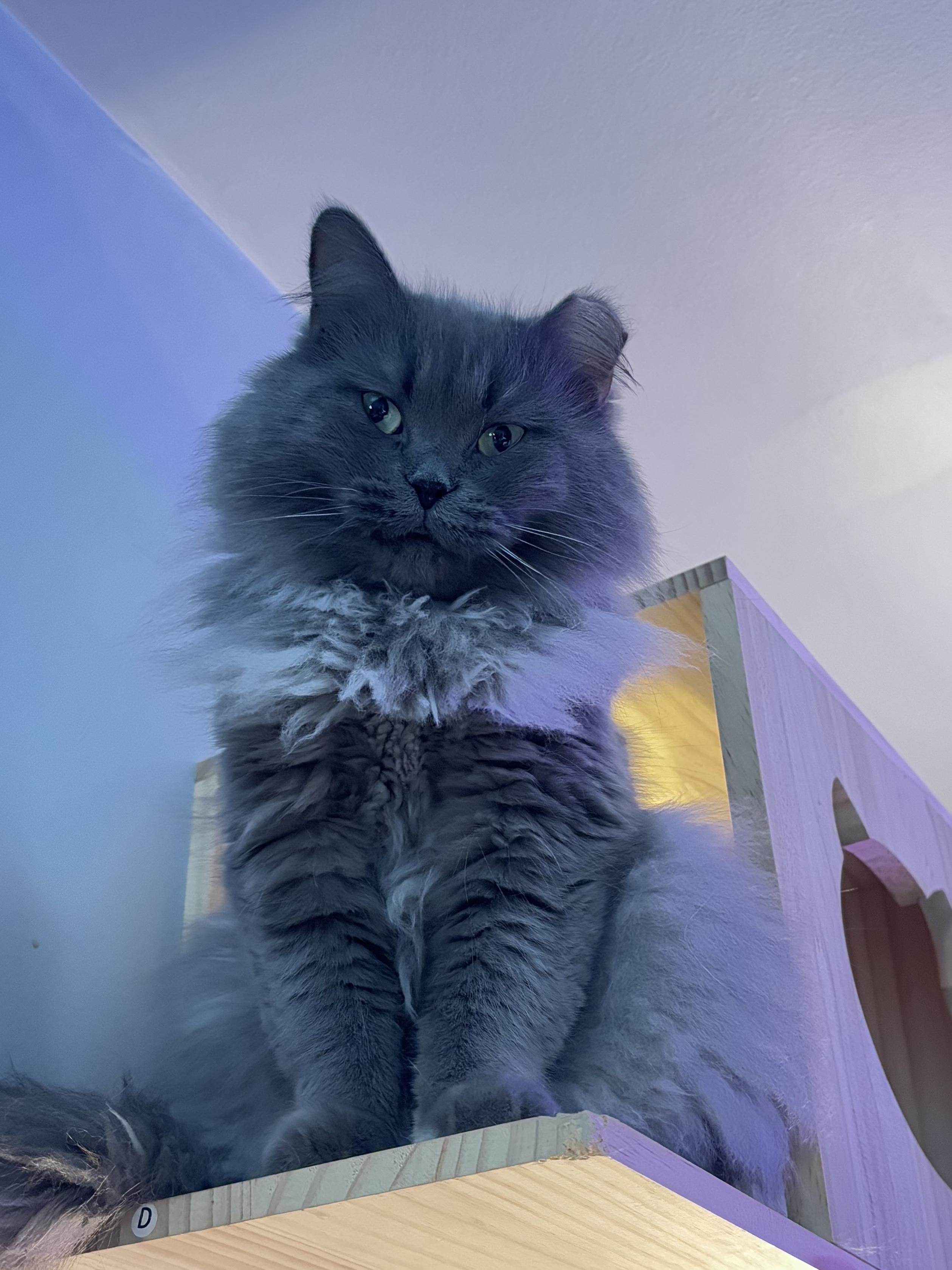 Muffin & Buffy (Bonded Duo), a ADOPTABLE Domestic Long Hair in Ortonville, MI image 4/5