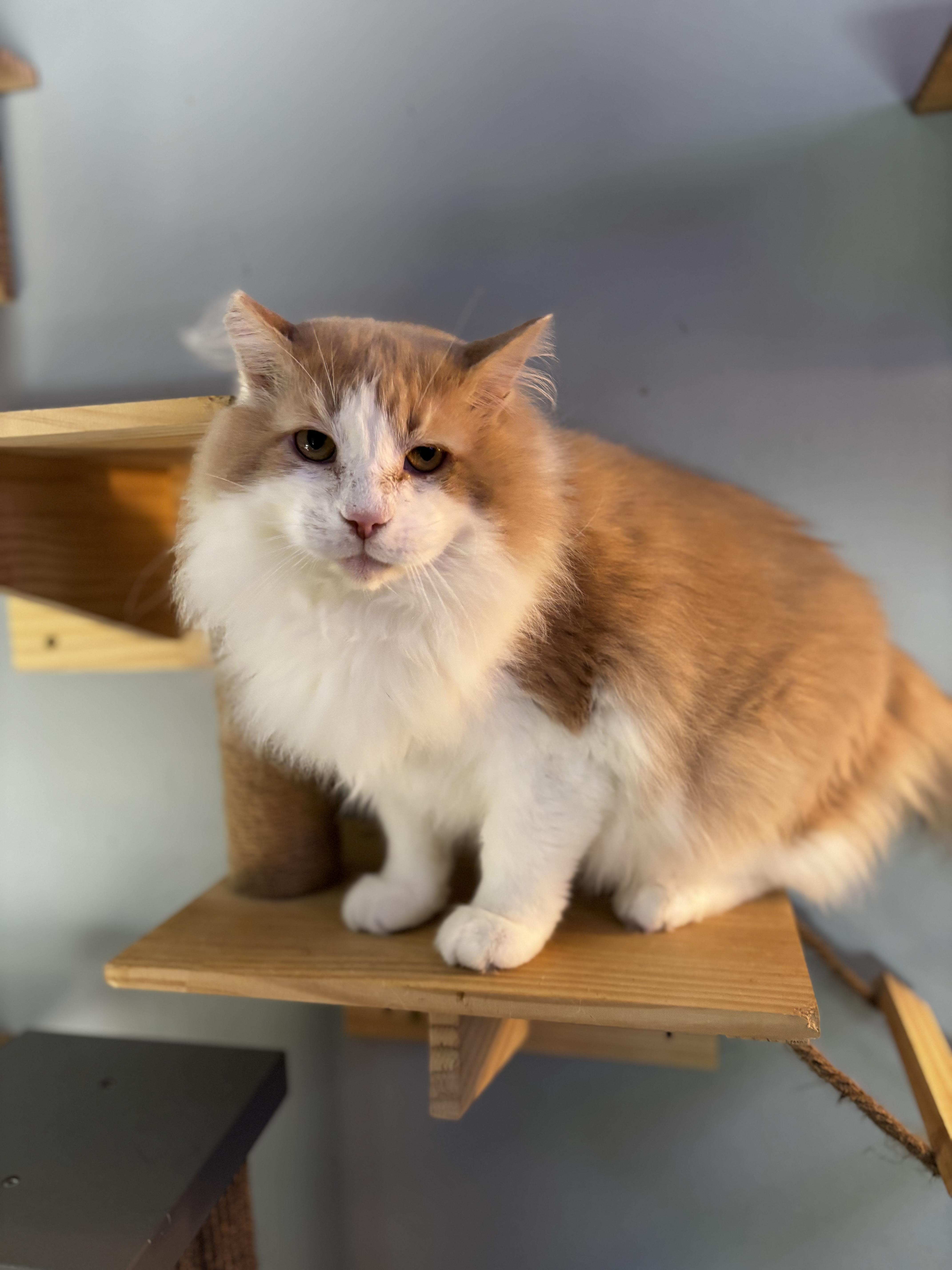 Muffin & Buffy (Bonded Duo), a ADOPTABLE Domestic Long Hair in Ortonville, MI image 3/5