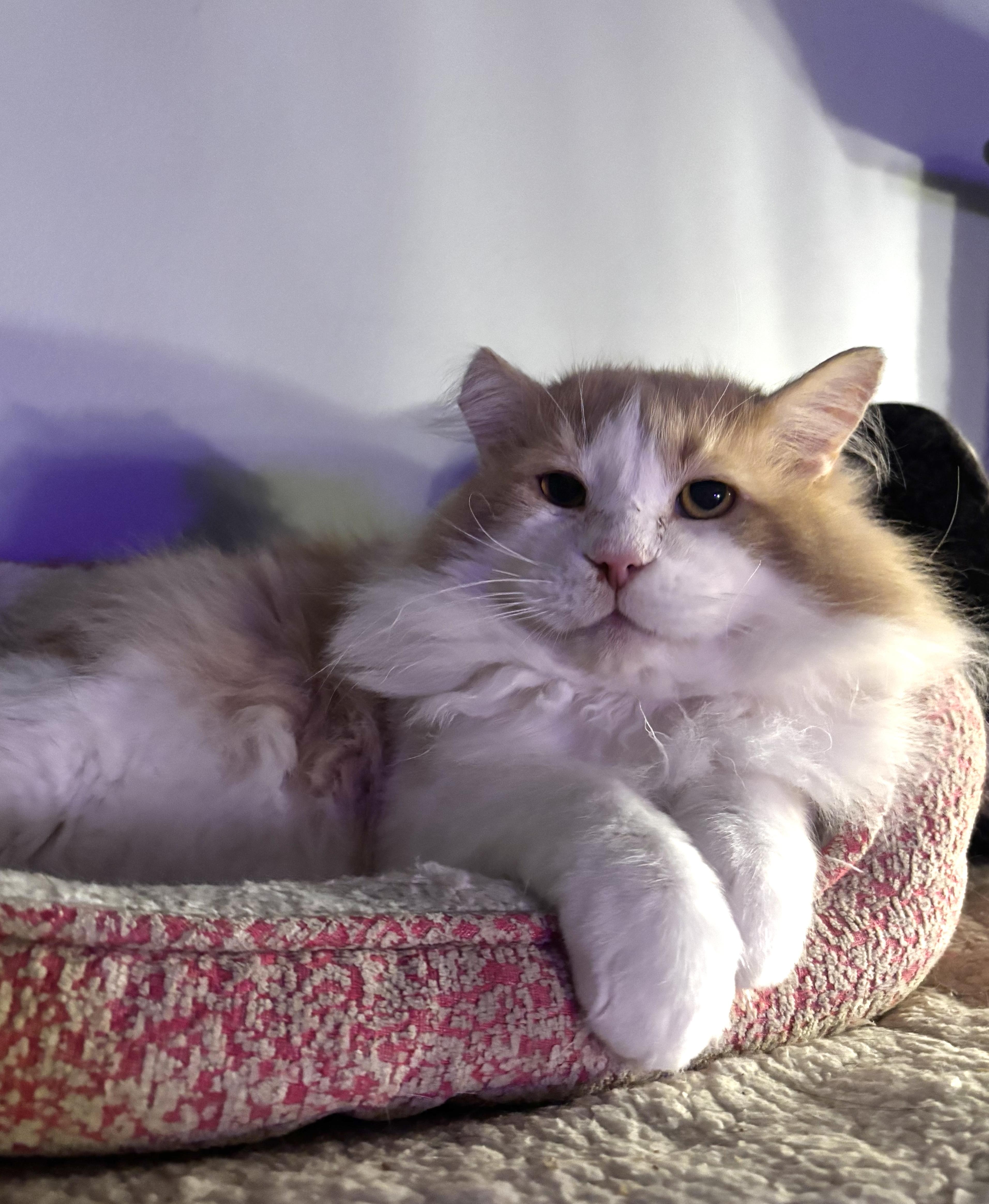 Muffin & Buffy (Bonded Duo), a ADOPTABLE Domestic Long Hair in Ortonville, MI image 5/5