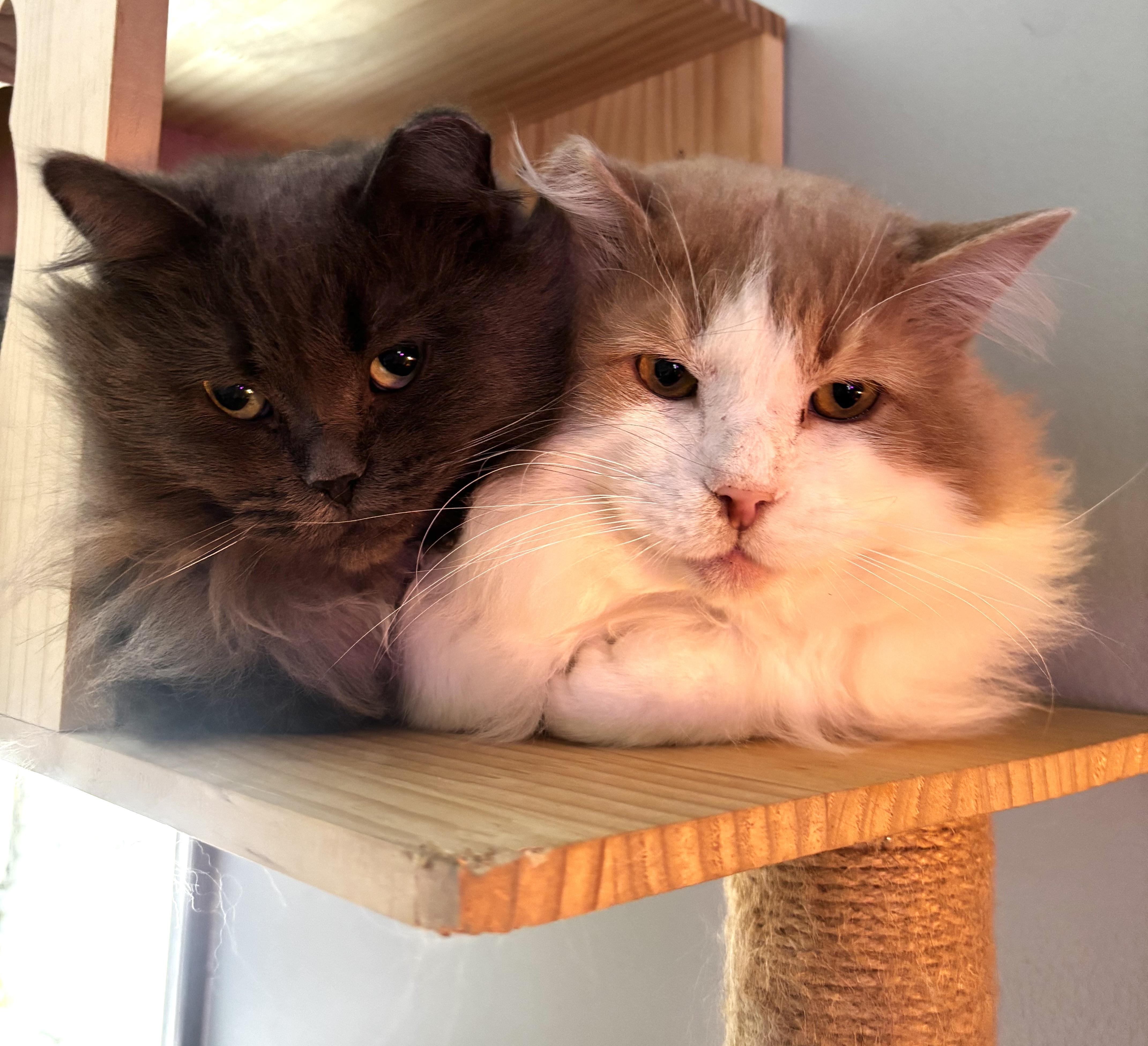 Muffin & Buffy (Bonded Duo), ADOPTABLE, Adult Male Domestic Long Hair.