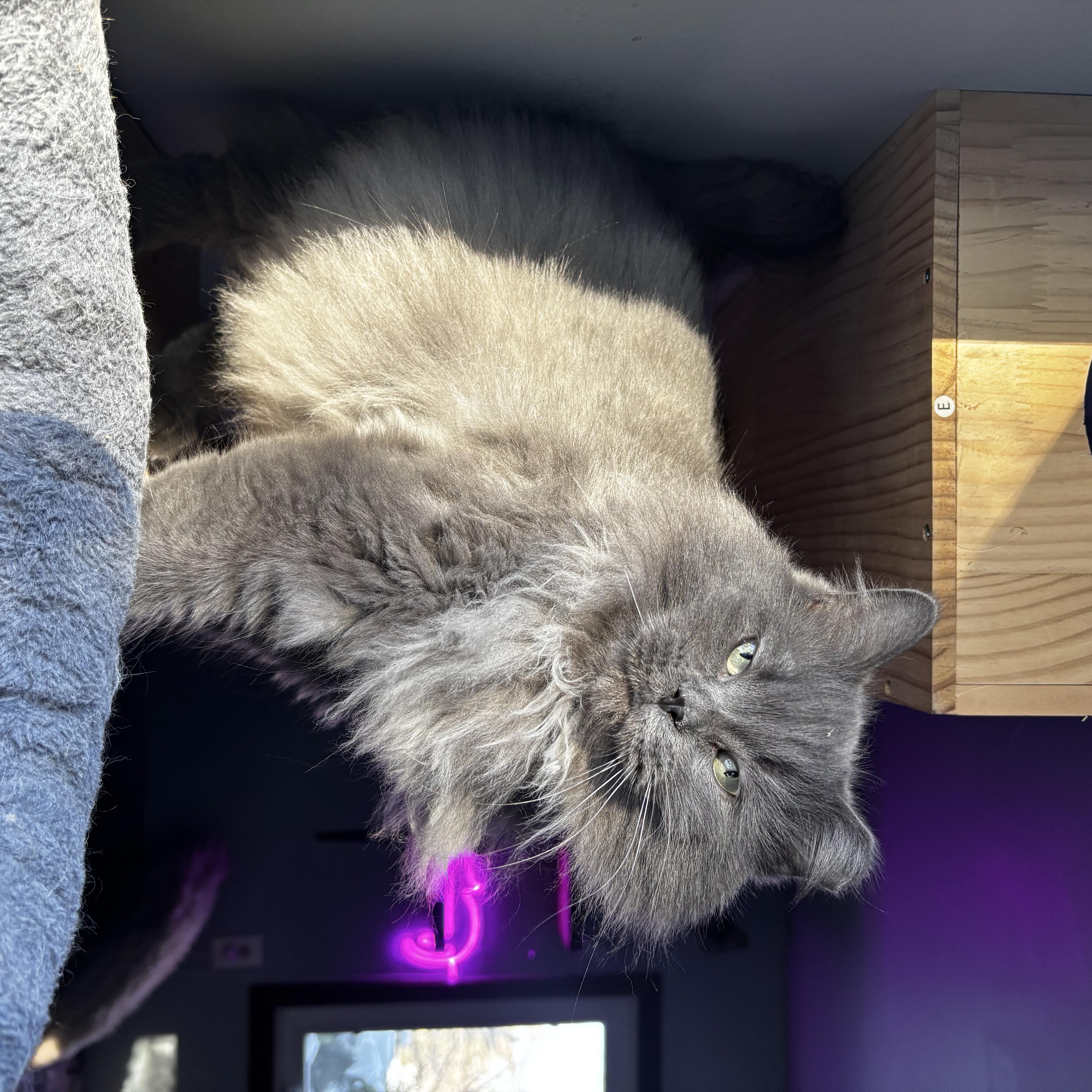 Muffin & Buffy (Bonded Duo), a ADOPTABLE Domestic Long Hair in Ortonville, MI image 2/5