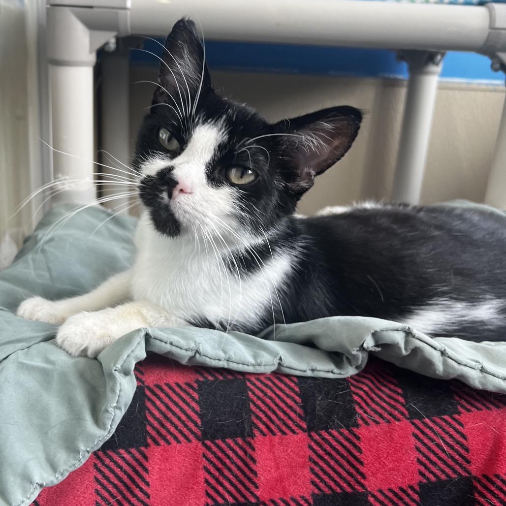 Mittens, Adoptable, Adult Female Domestic Short Hair.