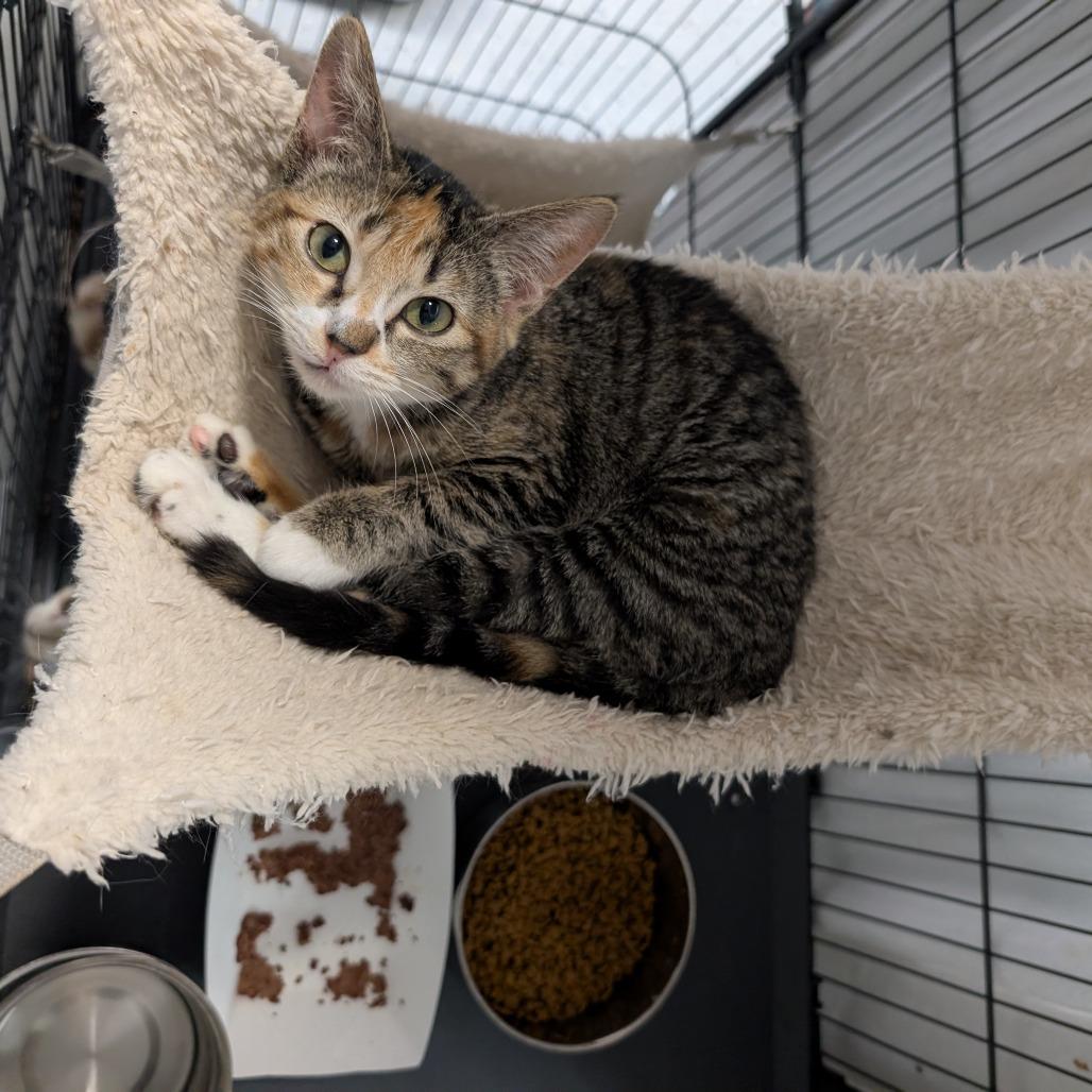 Enlarge Nutty Buddy, a Adoptable Domestic Short Hair in Blair, WI image 1/3