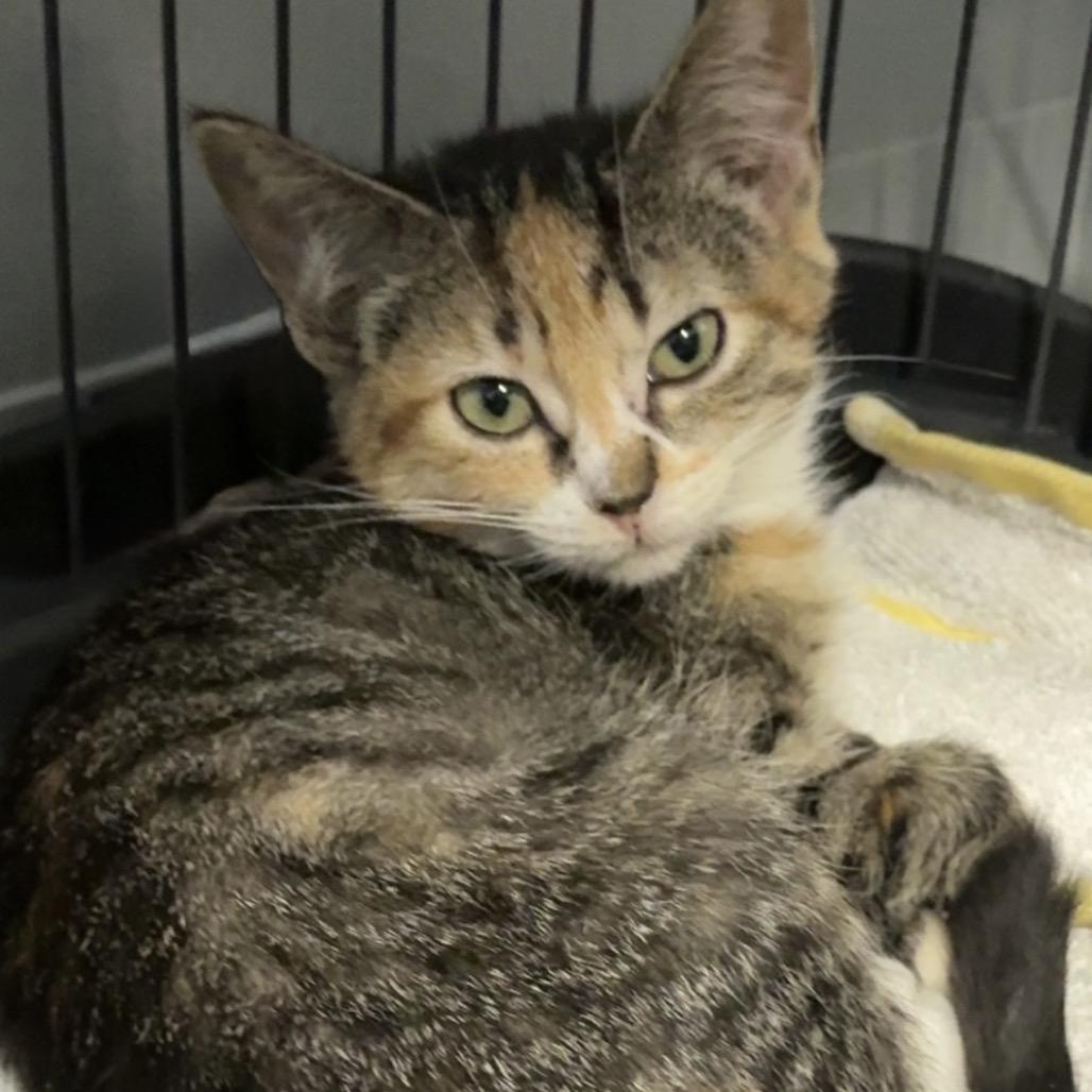 Enlarge Nutty Buddy, a Adoptable Domestic Short Hair in Blair, WI image 3/3