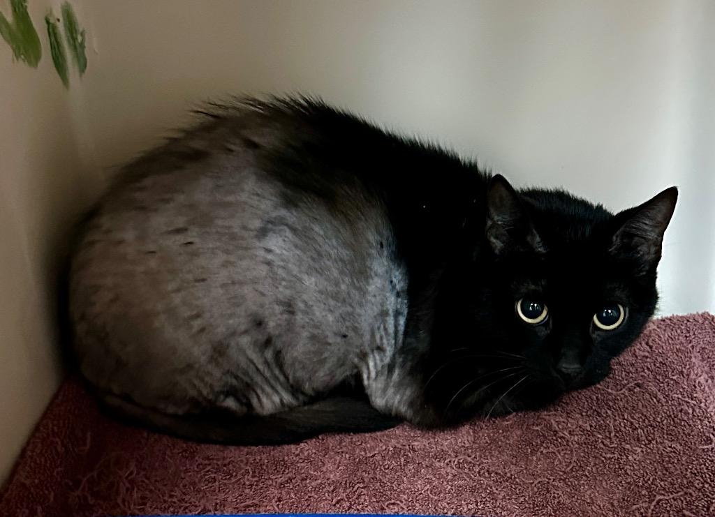 Evie, Adoptable, Adult Female Domestic Short Hair.