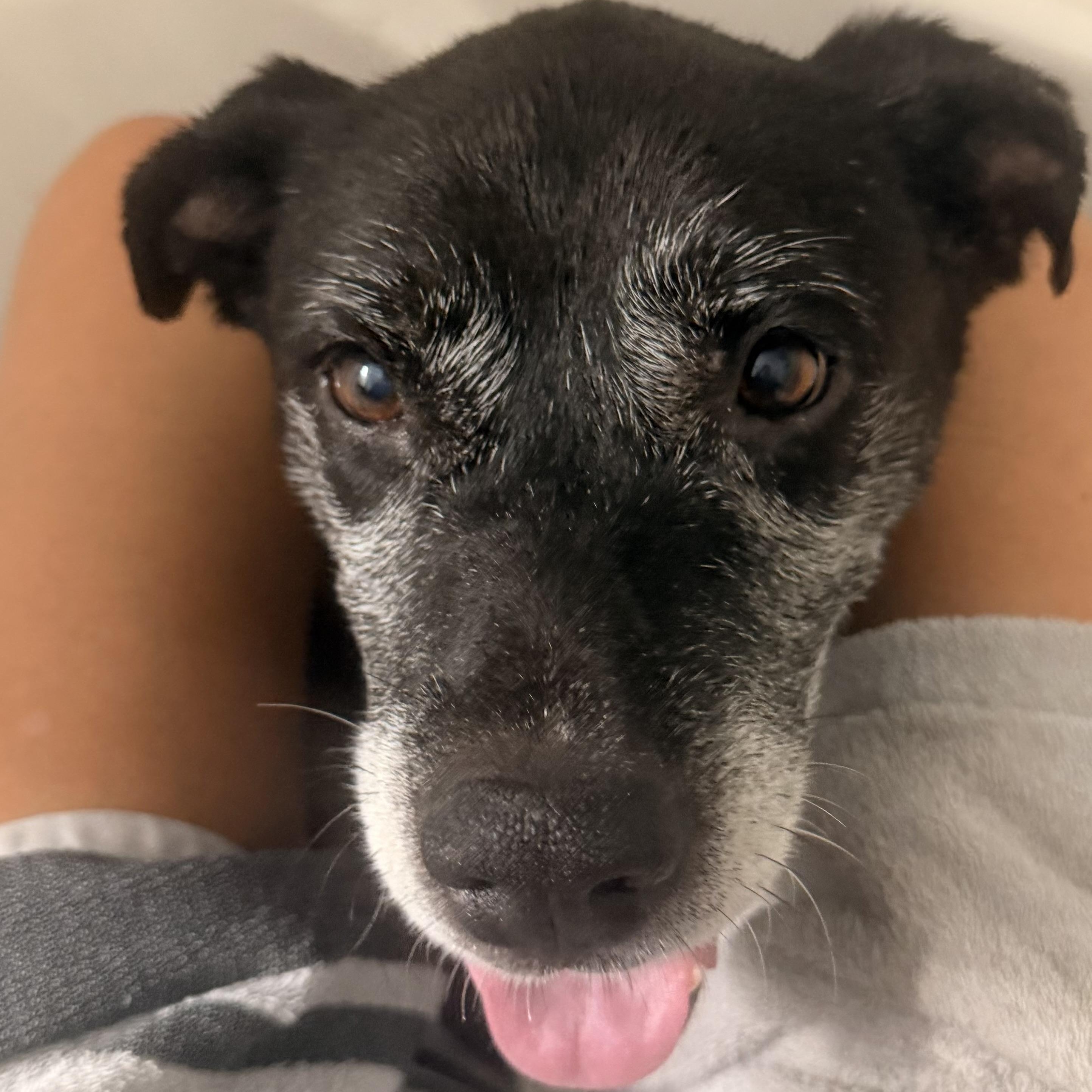 Enlarge Sammie, a Adoptable mixed breed in Cornelius, NC image 3/5