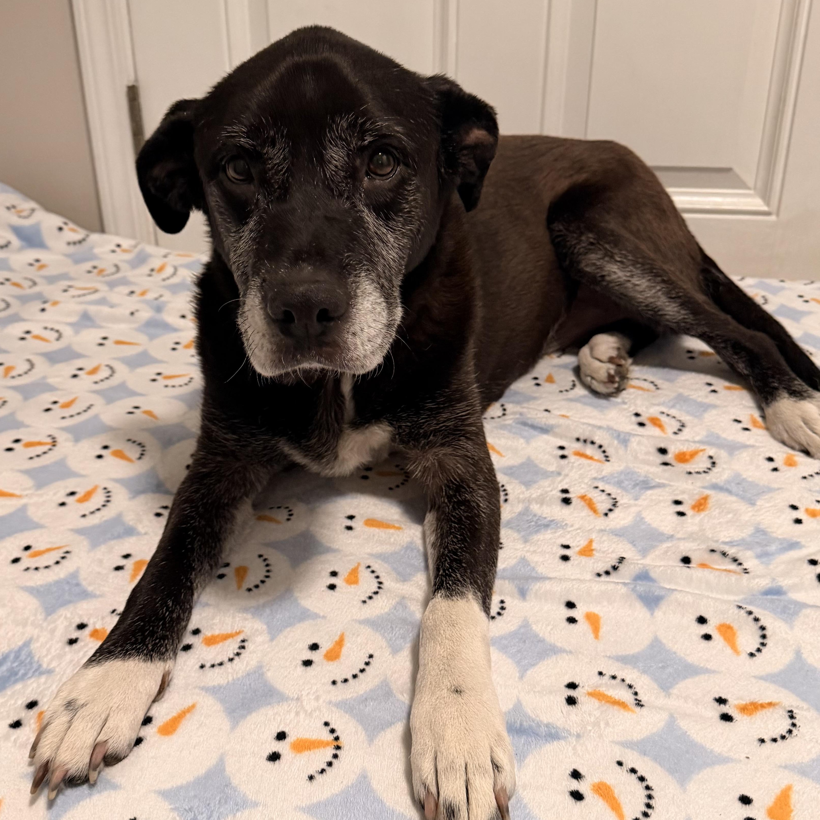 Enlarge Sammie, a Adoptable mixed breed in Cornelius, NC image 1/5