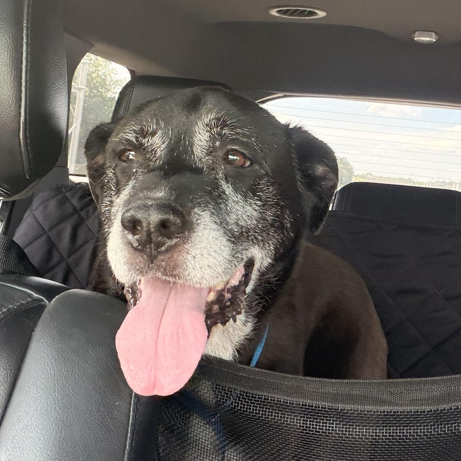 Enlarge Sammie, a Adoptable mixed breed in Cornelius, NC image 2/5