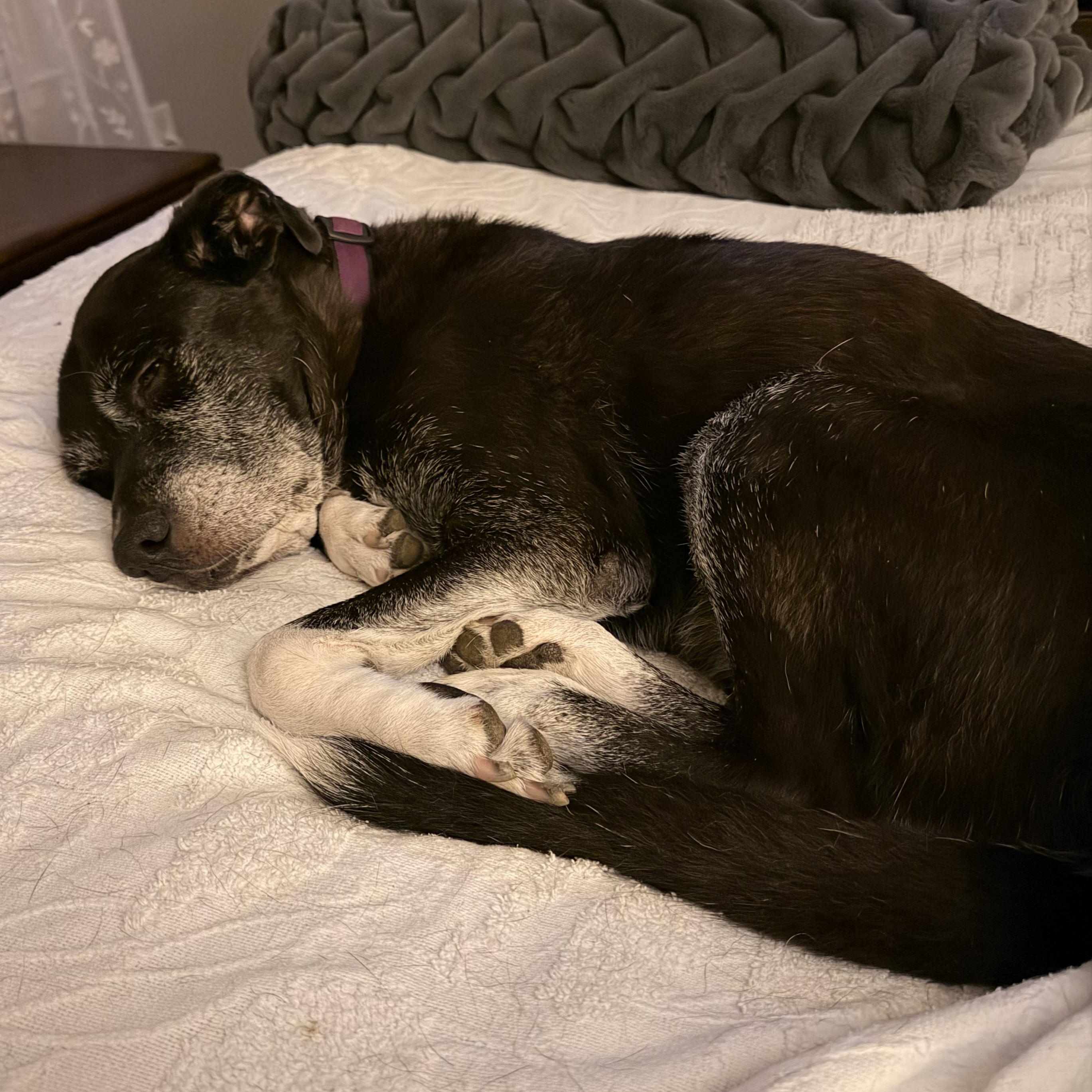 Enlarge Sammie, a Adoptable mixed breed in Cornelius, NC image 5/5