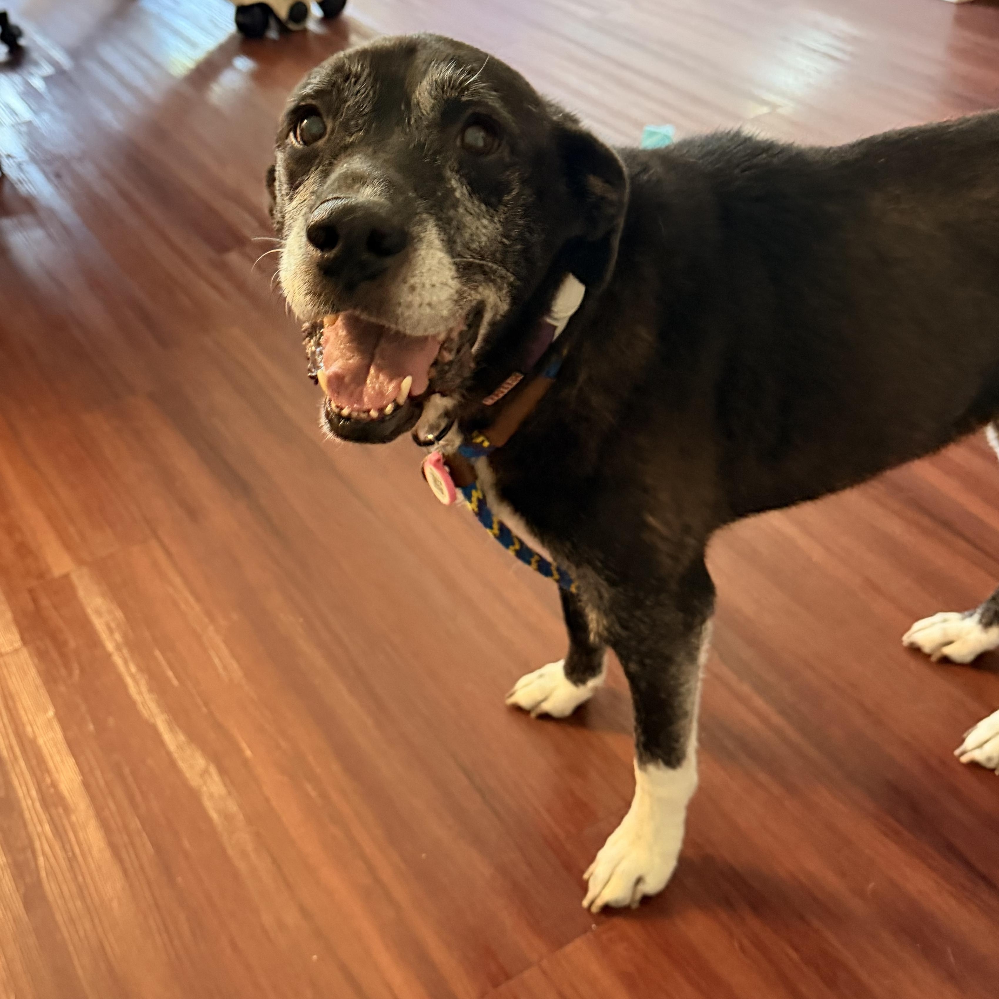 Enlarge Sammie, a Adoptable mixed breed in Cornelius, NC image 4/5